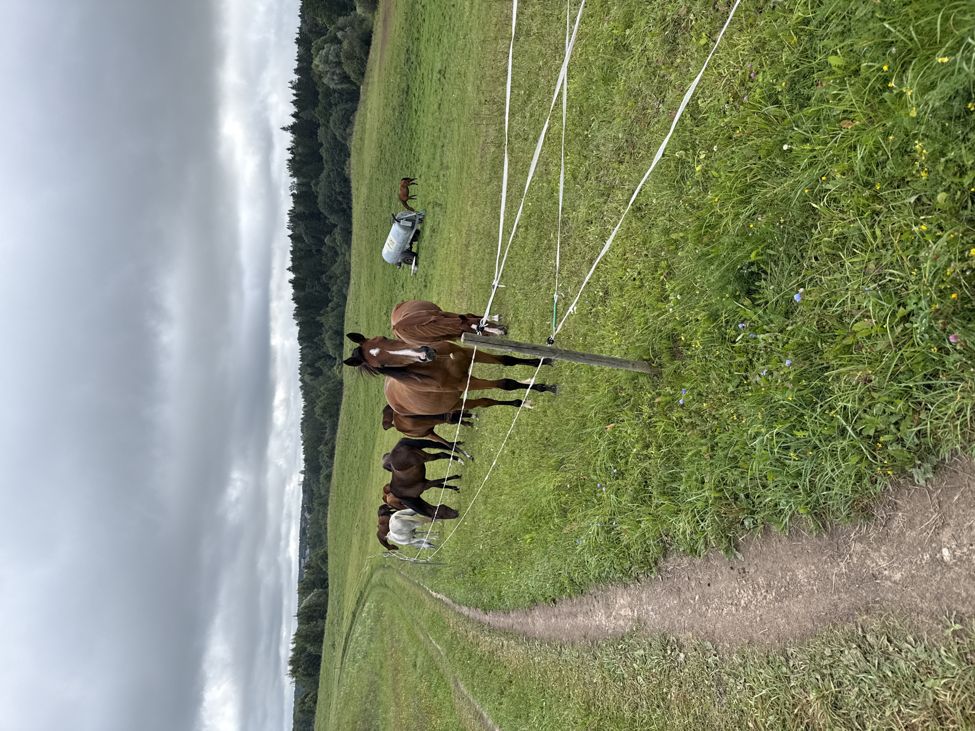 A herd of horses graze in a green pasture near Galinė, Lithuania, on a cloudy day. A dirt path winds through the grass on the left side of the frame, curving away into the distance. In the background, a line of trees forms a dark border against the overcast sky. A water tank on wheels sits in the middle ground, and one horse is seen drinking from it. Several horses are clustered together near an electric fence that runs across the foreground, separating them from the viewer. One brown horse with a white blaze on its face stands closest to the camera, facing the viewer, while others are grazing or standing nearby. The overall scene is one of rural tranquility under a brooding sky.