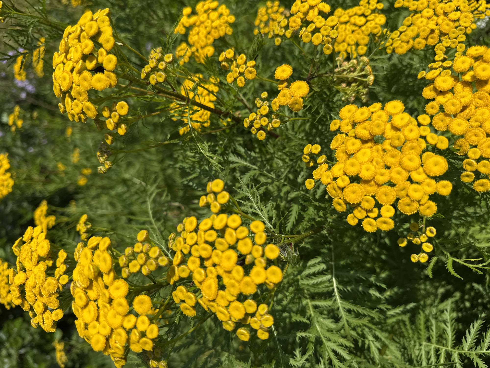The image depicts a dense cluster of bright yellow, button-like flowers, likely Tansy, interspersed with feathery green foliage. The flowers are arranged in flat-topped corymbs and appear in various stages of bloom, with some buds also visible. The overall impression is of a wild, natural setting, possibly a meadow or roadside verge. The specific location is a patch of ground in Österskär, Sweden, characterized by this vibrant floral display. There are no people or animals visible in the image. The lighting suggests it is daytime, with sunlight illuminating the flowers and casting some shadows.