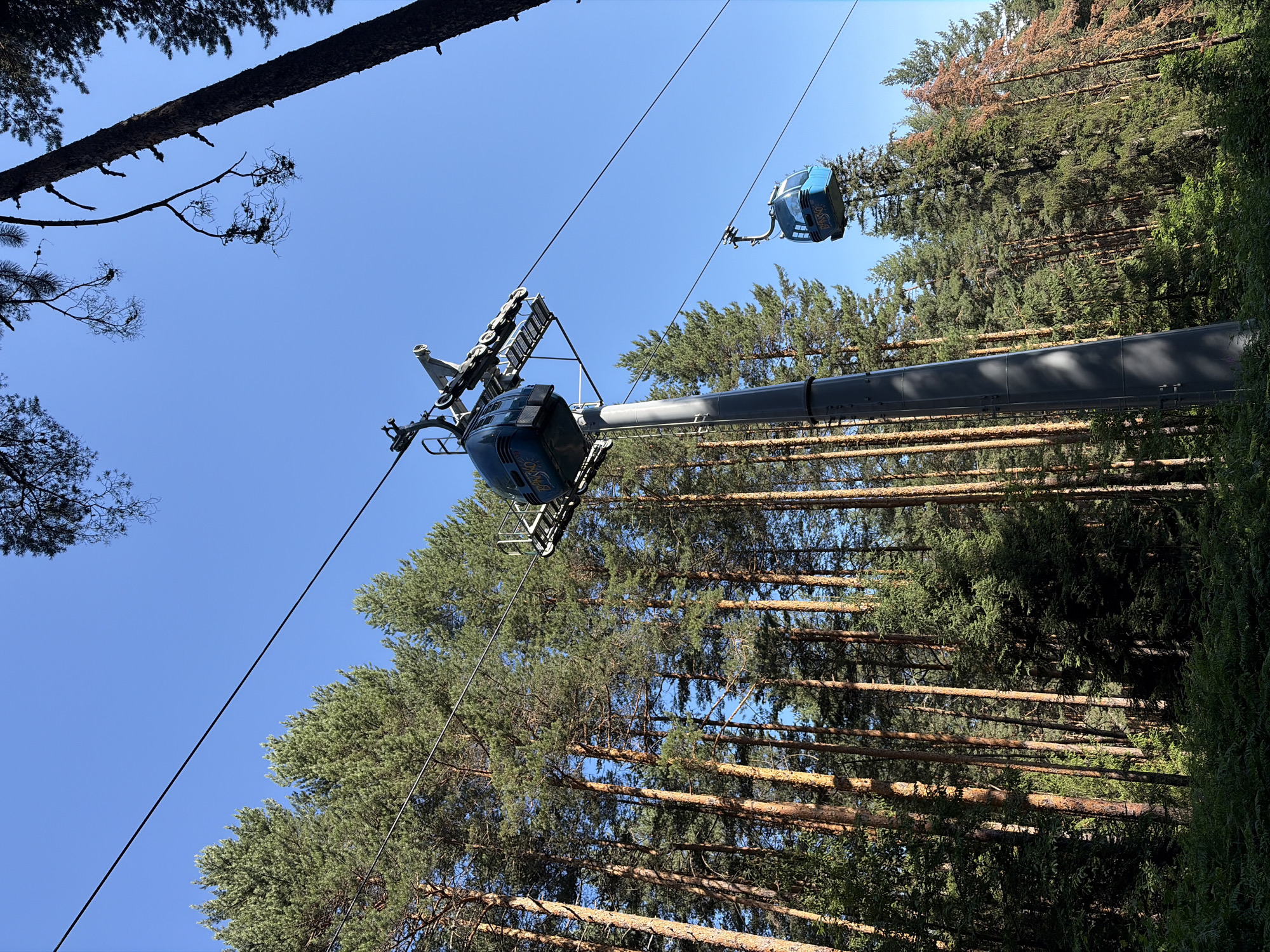 The image depicts a ski lift in Bansko, Bulgaria. Two blue gondolas are visible, suspended from a cable that stretches across the frame. One gondola is positioned above and to the left of a large, grey support tower, while the other is further away and to the right, descending. The ski lift operates amidst a dense forest of tall pine trees, with their trunks appearing orange-brown from the sunlight. The sky above is clear and bright blue. In the foreground, lush green ferns and undergrowth are visible. The scene captures a sunny day in a mountainous, forested area.
