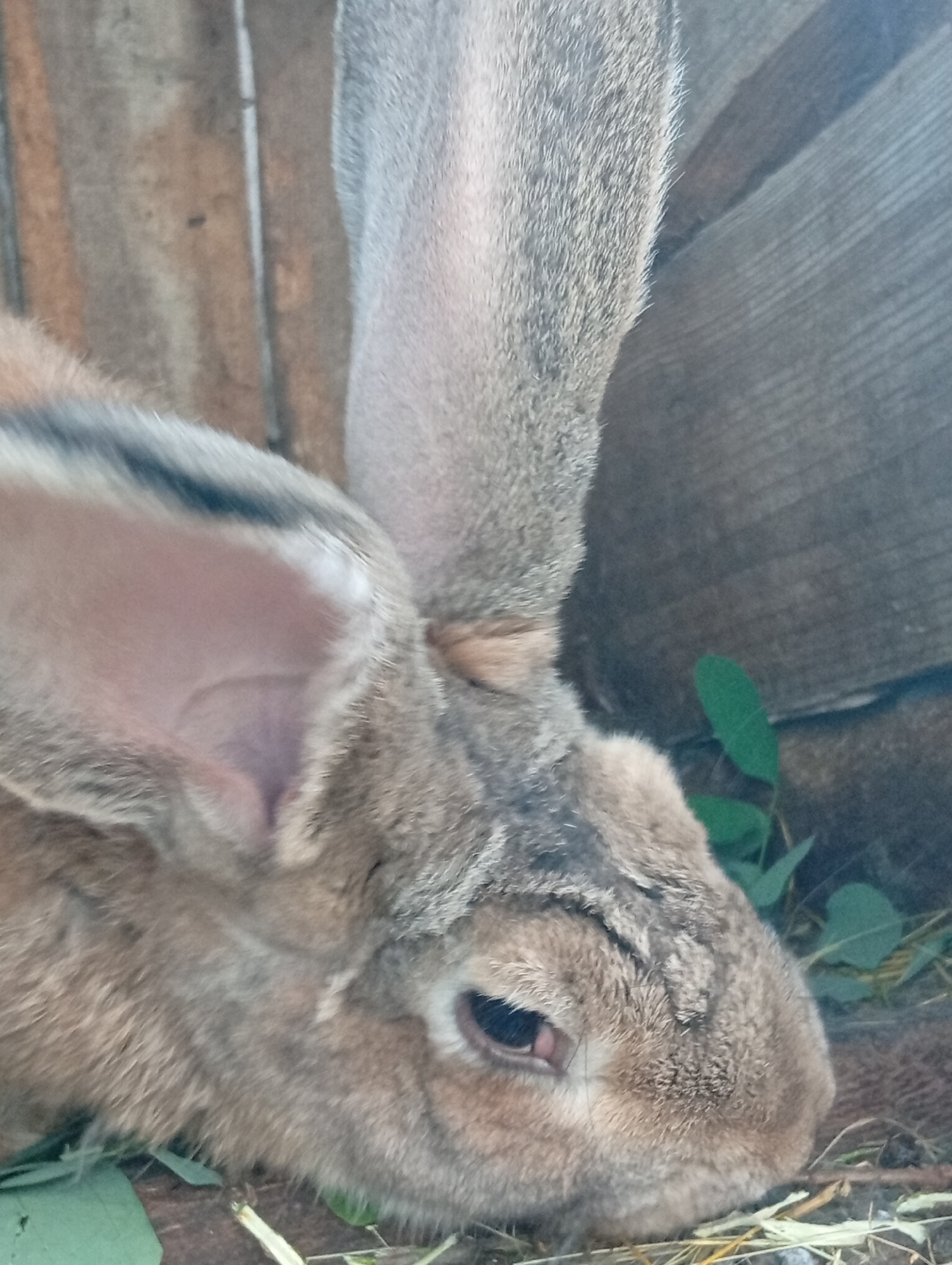 A close-up, eye-level, medium shot features a light brown rabbit's head and long ear against a blurred background of wooden planks and some green foliage. The rabbit is facing to the right, with its eye partially visible and its right ear extending upwards, creating a dramatic diagonal line in the frame. The texture of the rabbit's fur is detailed, showing individual hairs and subtle color variations. The wooden background is vertically oriented, with visible grain and some rough textures. The lighting is natural, casting soft shadows and highlighting the rabbit's features. The overall impression is one of a quiet, perhaps rural, setting.