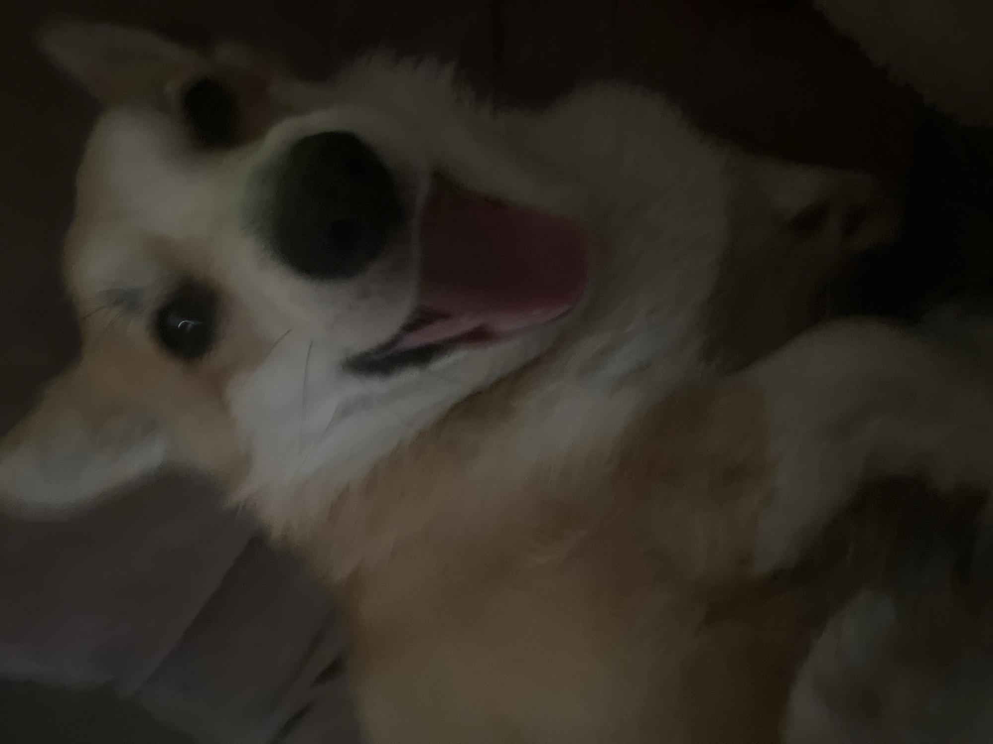A close-up, low-light photograph shows a light brown and white Corgi dog looking directly at the camera with its tongue hanging out. The dog's fur is fluffy, and its ears are pointed upwards. The background is dark and blurry, making it difficult to discern any specific details of the environment. The image appears to be taken indoors, possibly on a couch or bed. There is no discernible location in the city of Balashikha, Russia, or any other specific geographical information available in the visual data.