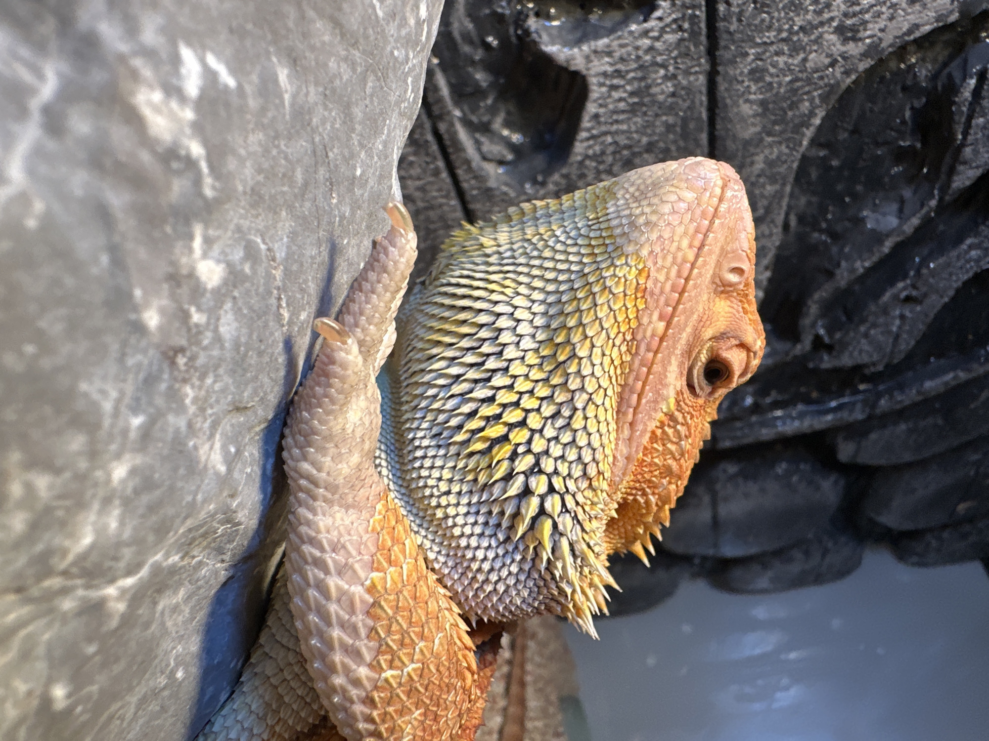 A close-up, low-angle shot shows a bearded dragon resting on a grey rock. The dragon is facing left with its head slightly tilted upwards, revealing its patterned scales in shades of orange, yellow, and white. Its claws are visible, extended on the rock surface. In the background, there is a dark, textured structure that appears to be part of the dragon's habitat, possibly a rock formation or a climbing surface. A dark, wet opening is visible within this structure. The lighting suggests an indoor enclosure. No city or location information is available in the image.