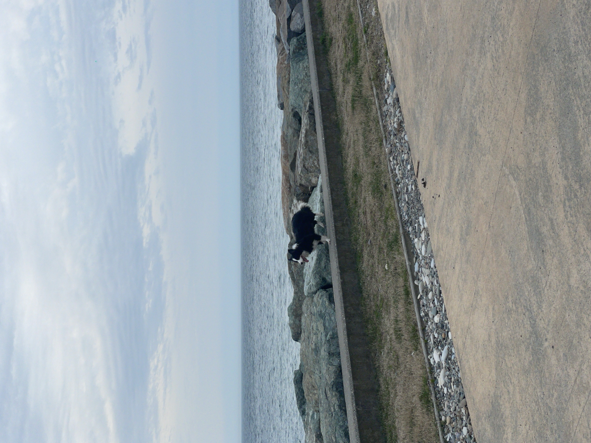 The image shows a view of the Black Sea in Batumi, Georgia, captured from an elevated angle. On the left, the sky is visible, lightly clouded. Adjacent to it, the ocean stretches to the horizon. Along the coastline are large rocks, with a black and white dog standing on them, facing away from the viewer. Beside the rocks, a narrow strip of grass runs alongside a concrete walkway. The walkway occupies a significant portion of the right side of the image. Small pebbles are nestled between the grass and the walkway. The photograph appears to have been taken at ground level and then rotated.