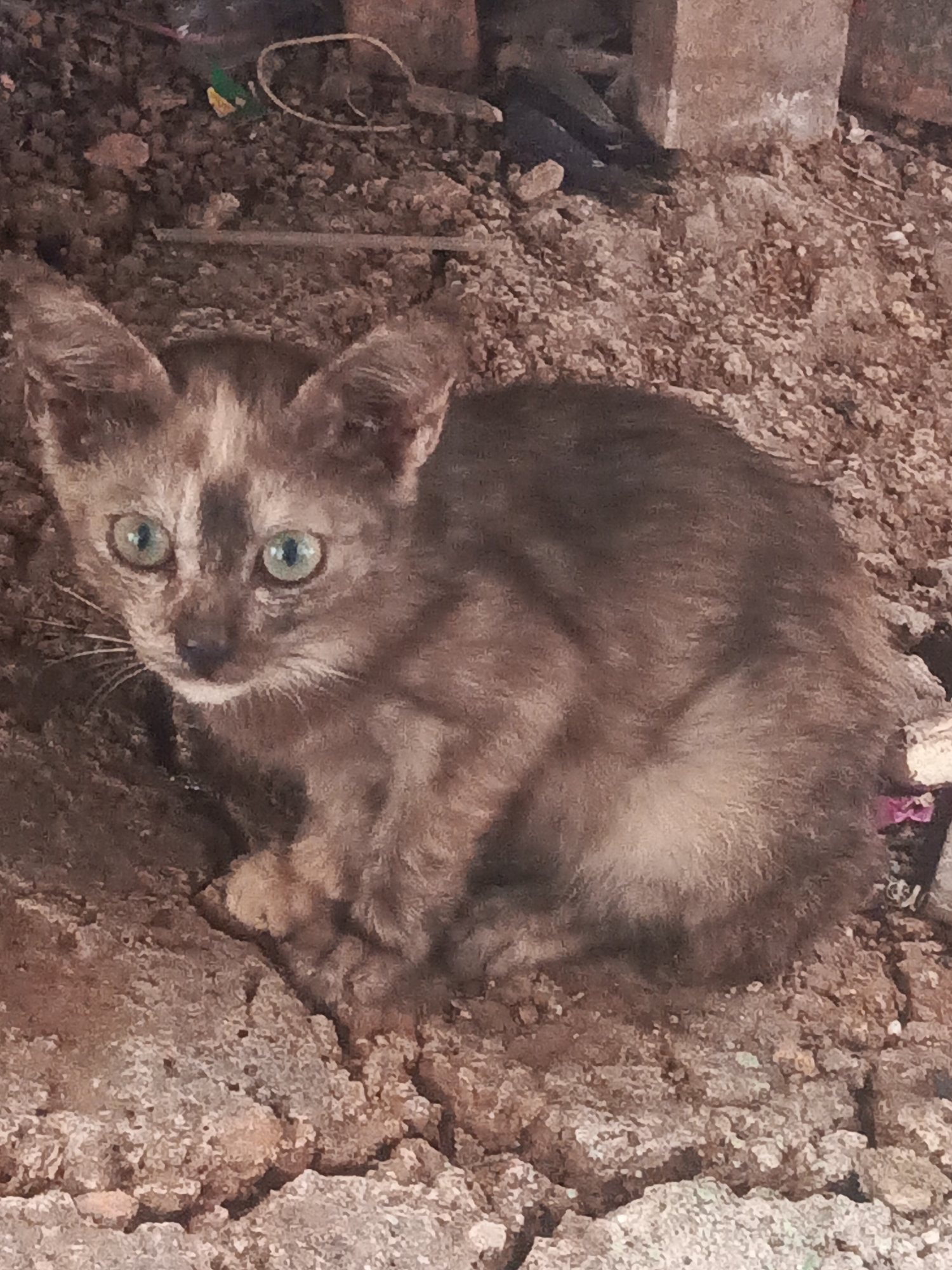 The image shows a young, dilute tortoiseshell cat with light green eyes sitting on cracked, rough, brown earth. The cat is facing the camera, with its ears perked. Its fur is a mix of light brown and gray, with some lighter patches on its face and chest. Scattered debris is visible in the background, including small pieces of plastic and what appears to be part of a brick structure. The overall environment appears to be an outdoor, undeveloped area. The scene is located in Kendari, Indonesia.