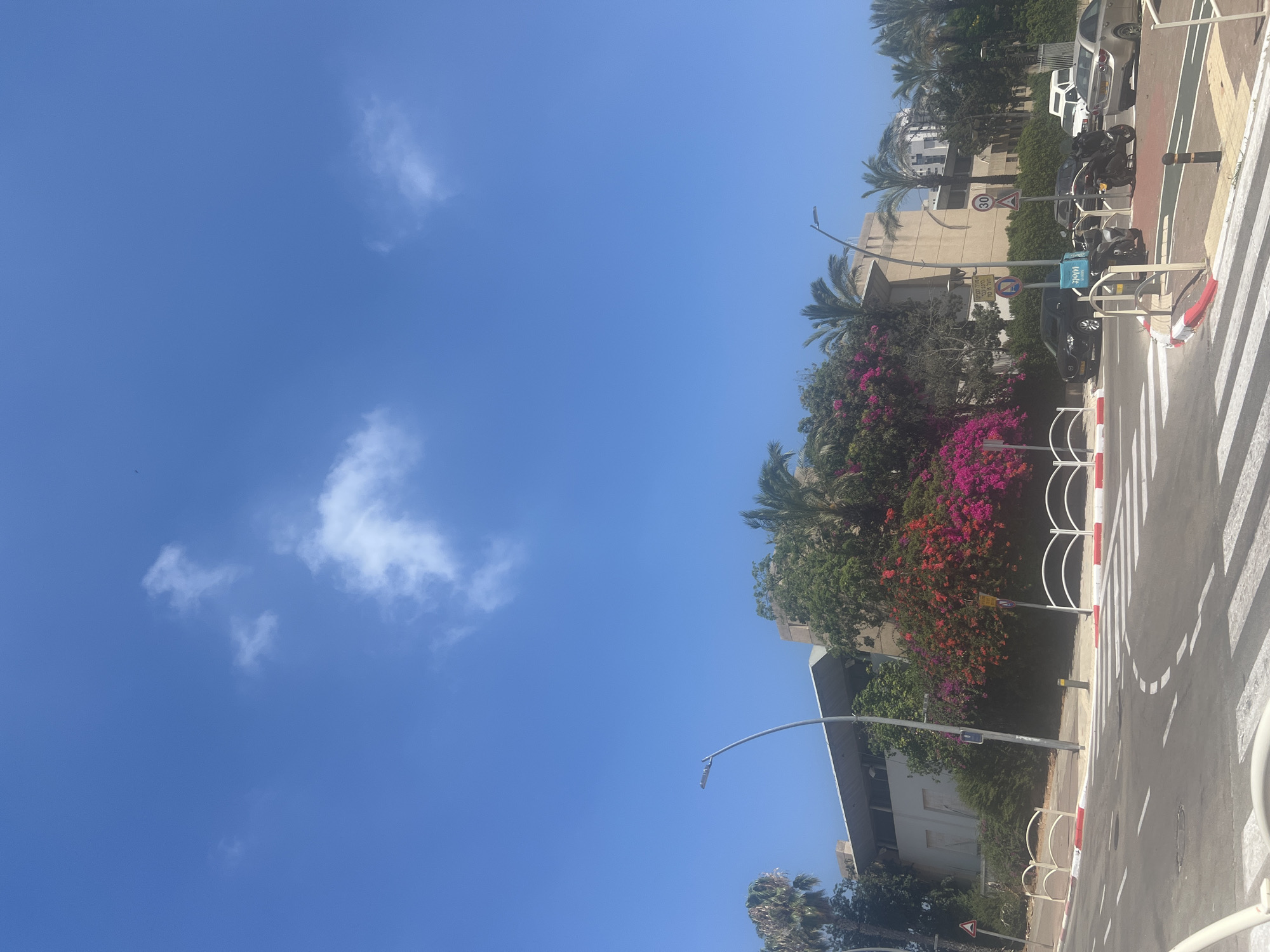The image depicts a street scene in Or Akiva, Israel, on a clear day with a bright blue sky and scattered white clouds. In the foreground, a crosswalk is visible on an asphalt road with white dashed lines indicating lanes. A white and red striped barrier runs along the side of the road. Behind the barrier, a modern building with beige and white accents is situated, surrounded by lush green trees and vibrant pink and red bougainvillea. Palm trees are also present, characteristic of the region. Several vehicles are parked or driving on the road, including a black SUV, motorcycles, and cars. Traffic signs, including a speed limit sign of 30, are posted. A street lamp stands near the building.