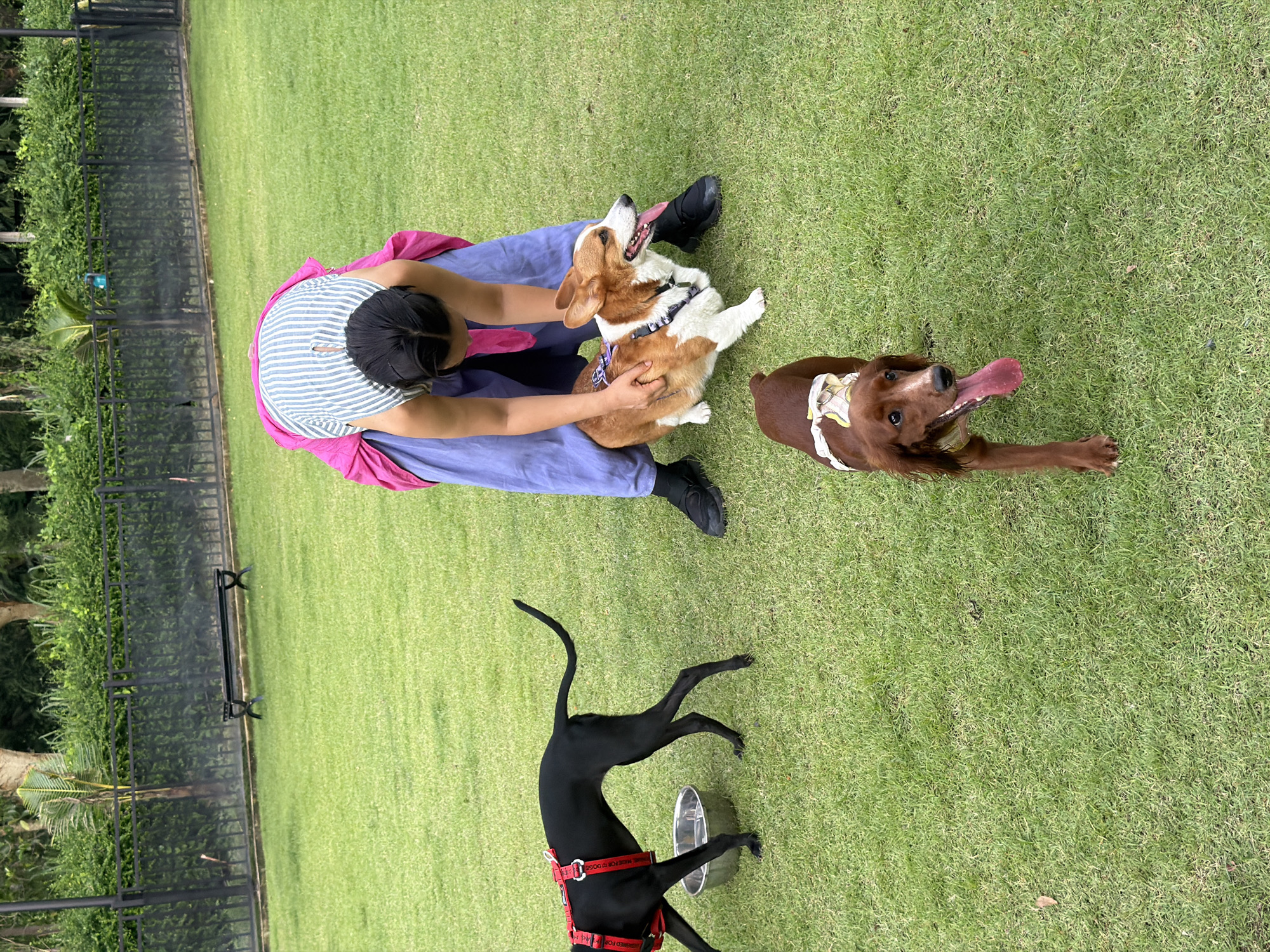 In Tha Sala, Thailand, a person wearing a striped shirt and a pink wrap is tending to two dogs on a grassy lawn. To the left, a slender black dog with a red harness stands near a metal water bowl. A Pembroke Welsh Corgi with tan and white fur is situated in the center, looking to the right with its tongue out. In the foreground, a reddish-brown Irish Setter, also with its tongue out, is facing the camera. The background features a black metal fence and lush green foliage.