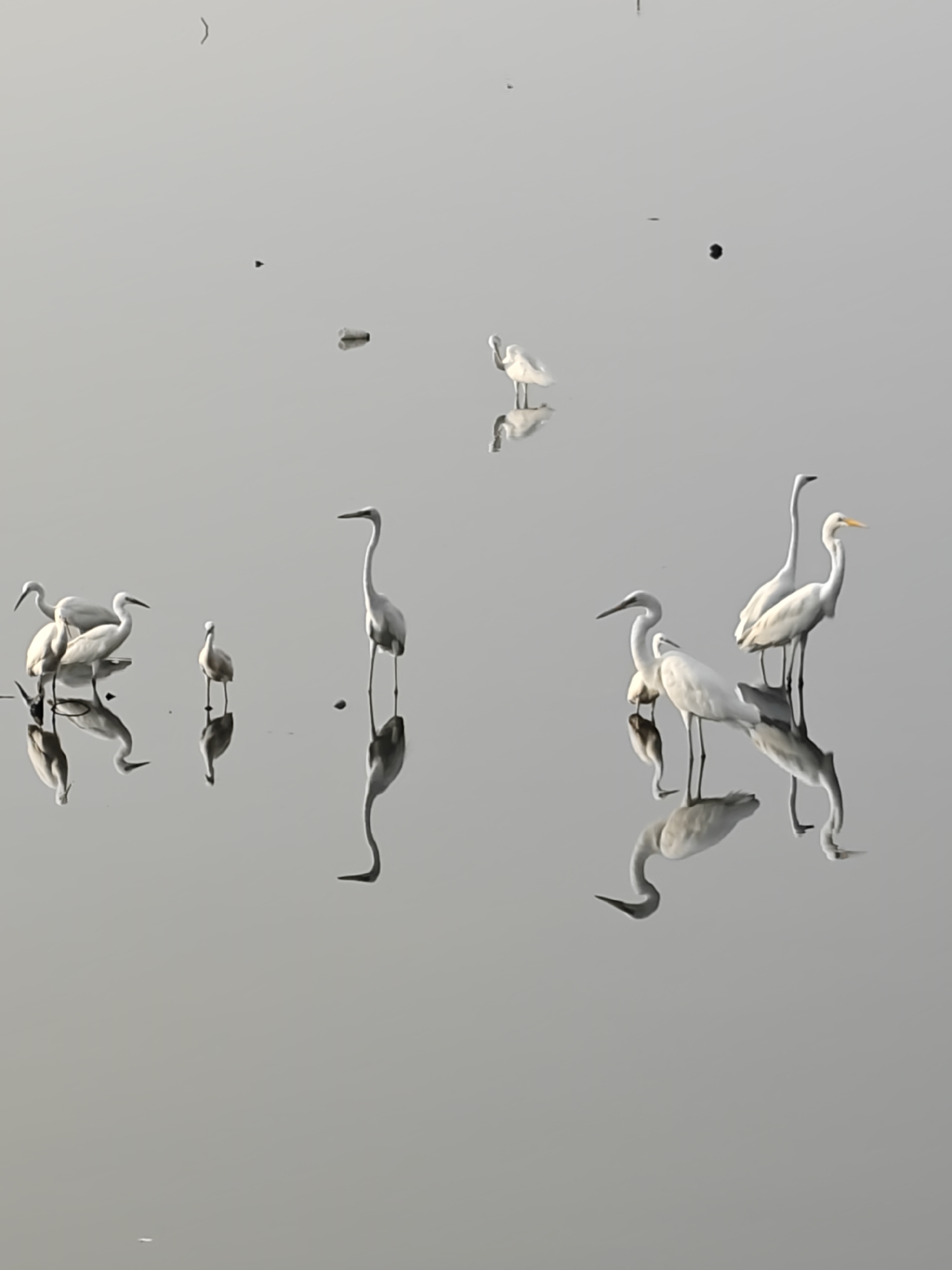 The image depicts a group of white egrets wading in a shallow body of water. Their reflections are visible on the water's surface. The water appears calm and still, with a gray color. Debris floats on the surface. The location is presumably in the city of Lhokseumawe, Indonesia.