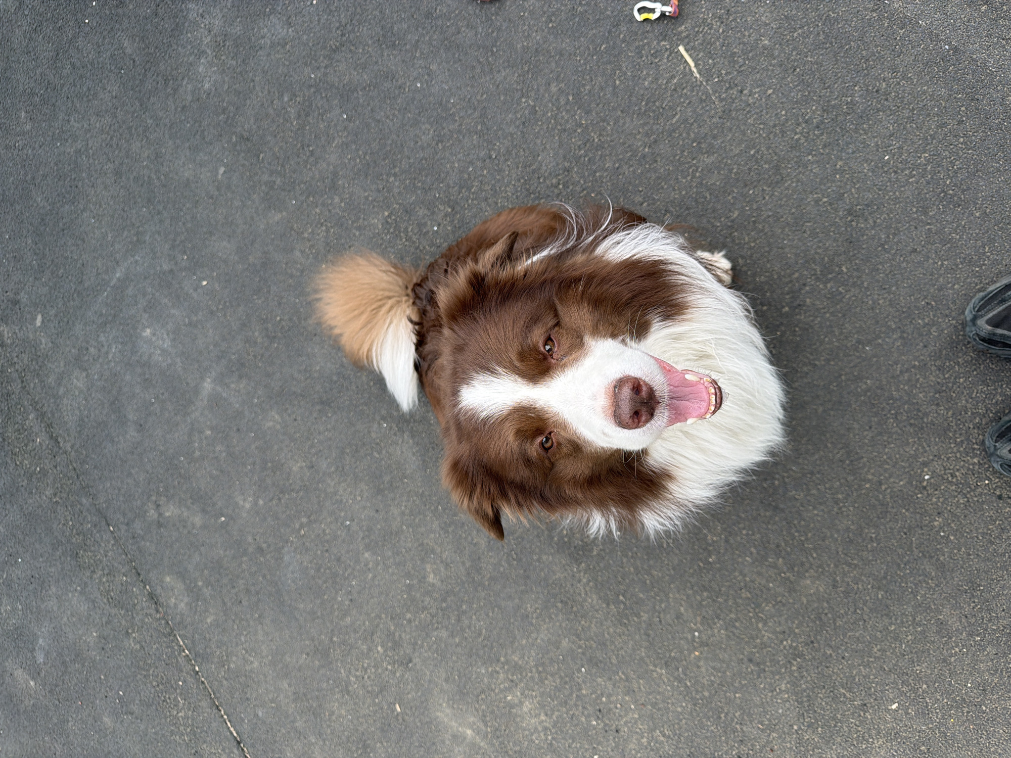 The image shows a brown and white dog looking up at the camera, with its mouth open and tongue visible. The dog is standing on a gray surface. In the background, there are parts of a black shoe.