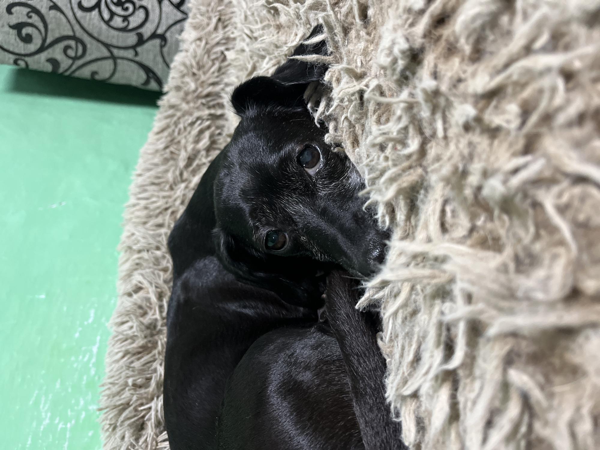 A black dog is lying on a fluffy beige dog bed. The dog is curled up and resting its head on its paws, with its eyes open and looking at the camera. The dog bed is placed in front of a light green wall. There is a patterned curtain or fabric visible on the right side of the image. The image is taken from a close-up perspective, focusing on the dog and its immediate surroundings. There is no information about the location in Nizhny Tagil, Russia.