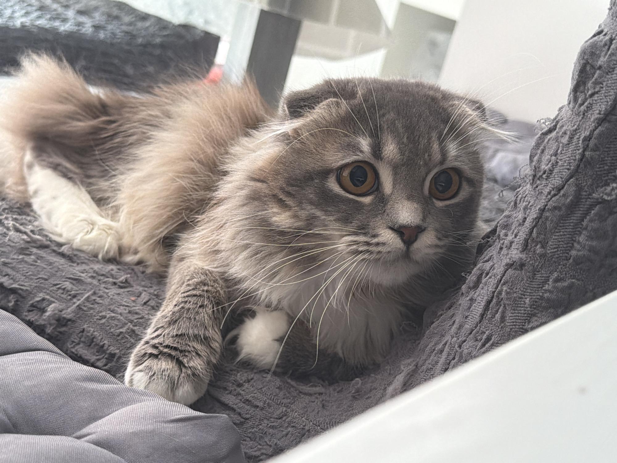 A fluffy, grey and tan Scottish Fold cat with large, amber eyes is lying on a textured grey blanket. The cat's ears are folded down, and its long, bushy tail is visible to the left. Its front paws are tucked partially beneath its body. The cat appears alert and is looking towards the right of the frame. The background is blurred, showing hints of a black and white tiled surface and white structures, possibly furniture. The scene is indoors, likely in a residential setting within the city of Vovchynets, Ukraine.