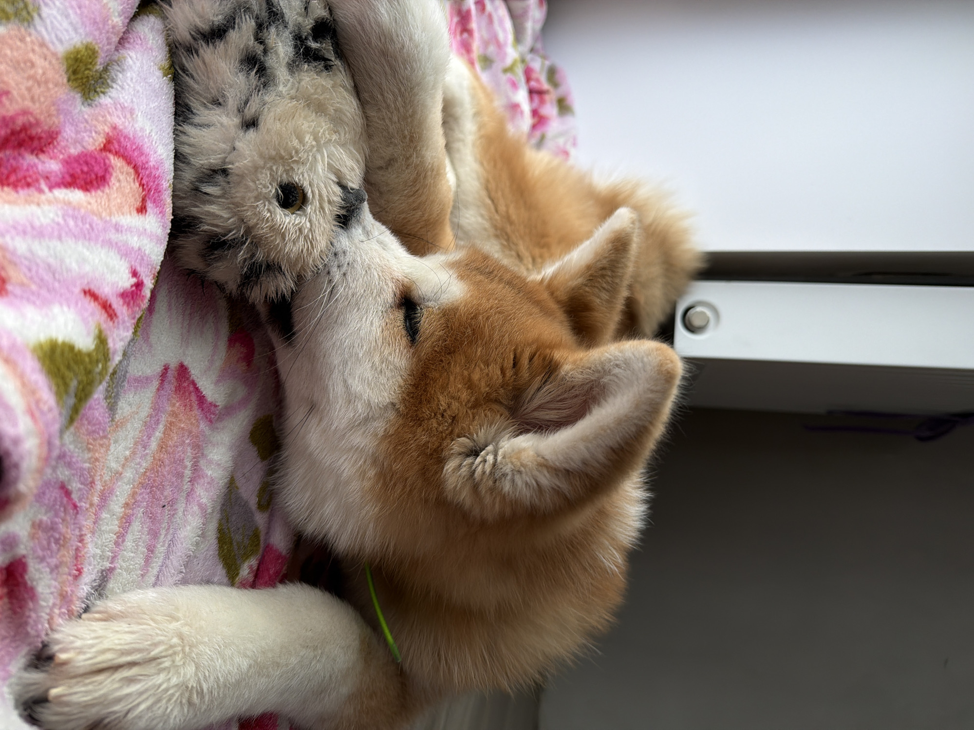 A light brown and white puppy rests on a pink floral blanket beside a white cabinet. The specific location of this scene in Chaikovsky, Russia, cannot be determined from the image.