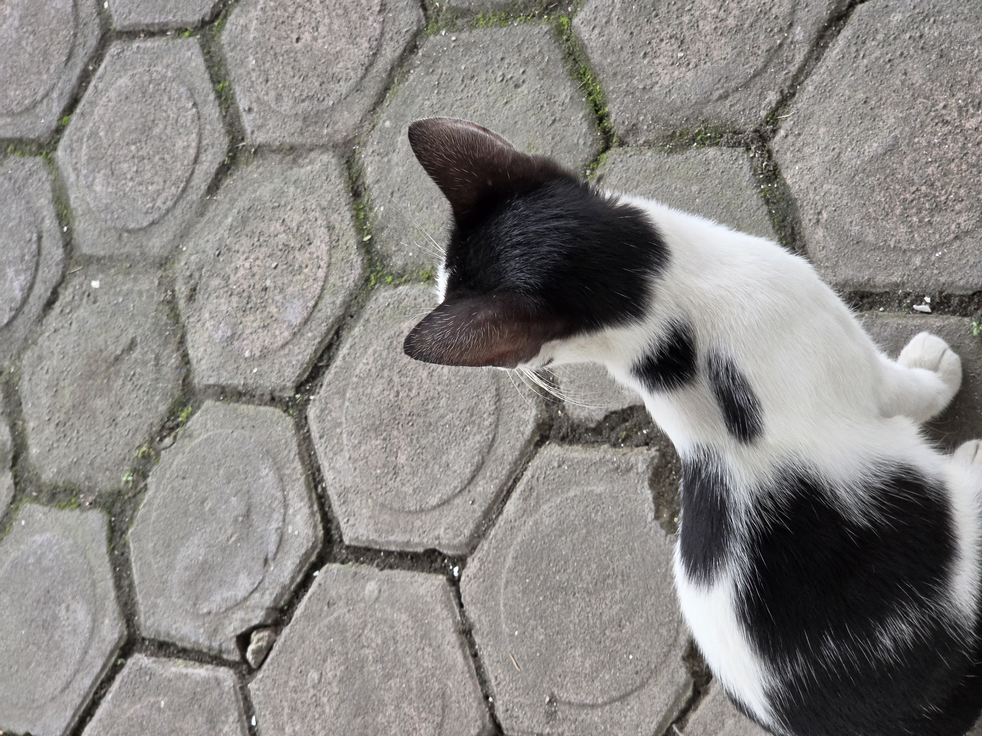A black and white cat is lying on a textured pavement made of hexagonal bricks. The cat is mostly white with black patches on its back and head. Its head is turned to the left, and its ears are perked up. The pavement has a rough, gray surface with visible grout lines and some small green moss growing in the cracks. The lighting suggests it is daytime, likely outdoors, possibly in a park or courtyard. The scene is static, with the cat resting on the ground. There is no visible text in the image. The image appears to be taken from a high angle, looking down at the cat and the pavement.
