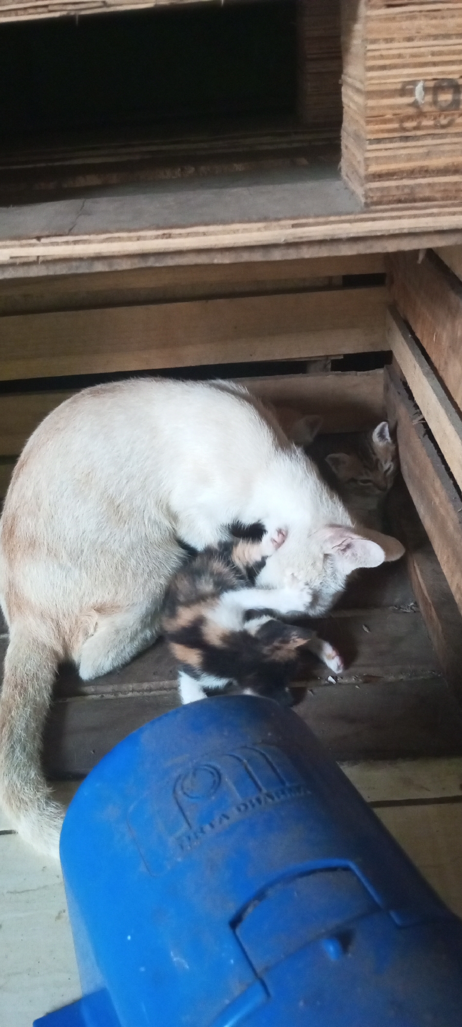 The image shows a mother cat nursing a kitten in a wooden crate. The mother cat is light-colored with some black markings, and the kitten has a calico pattern. Another kitten is visible in the background. The crate appears to be made of unfinished wood planks and is set against a backdrop of stacked wooden boards. A blue plastic object with embossed text is in the foreground, partially obscuring the view of the cats and the crate. The scene is indoors, likely in a utilitarian or storage area. There is no specific information in the image to indicate a location in Lubangbuaya, Indonesia.