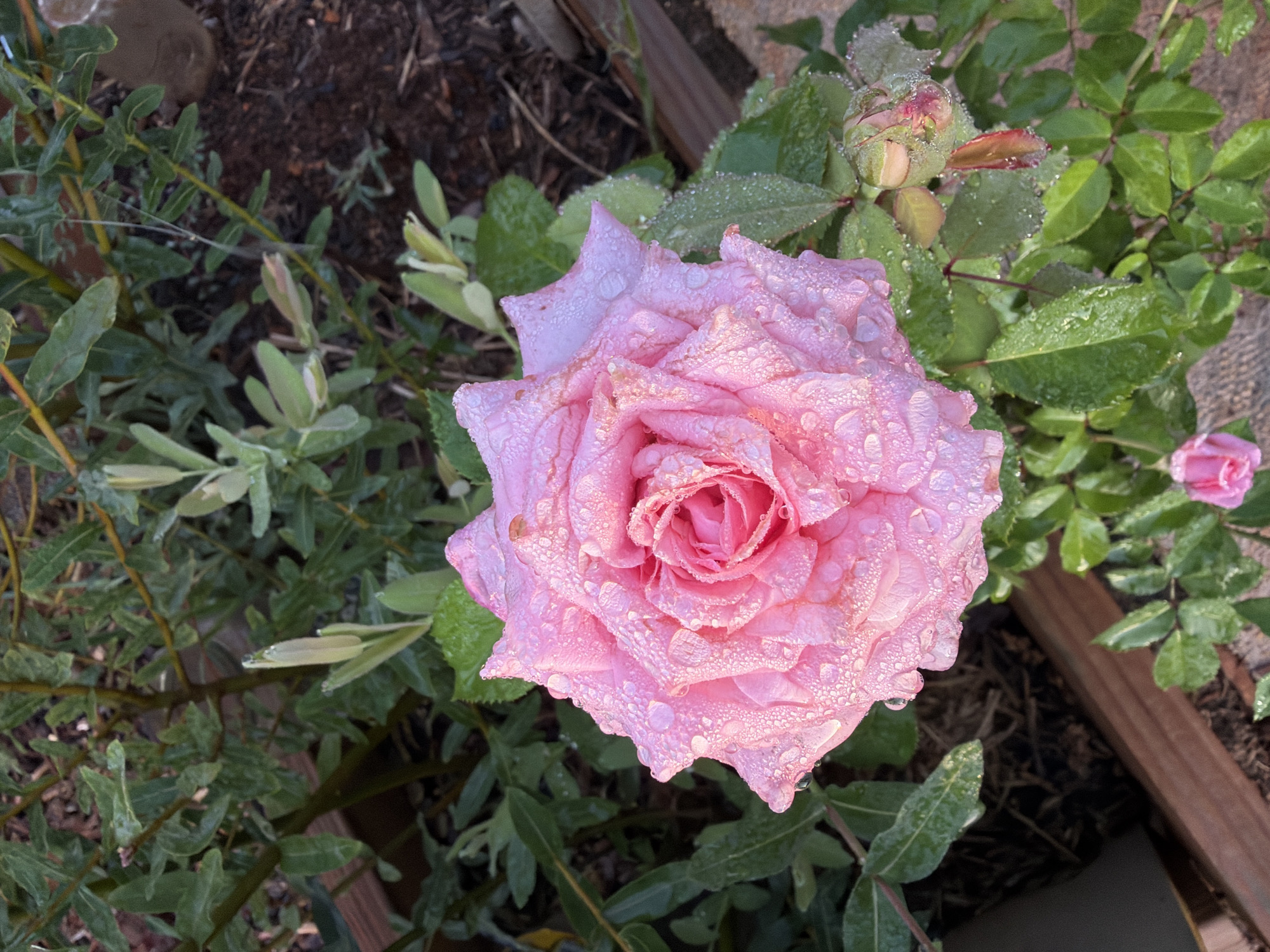 A close-up, top-down view captures a vibrant pink rose, glistening with dew drops, at the center of the frame. The rose, with its petals unfurling to reveal a tightly packed center, is surrounded by lush green foliage. Small, unopened buds and leaves, also dotted with dew, are visible around the main bloom. The background consists of dark soil and the edge of a wooden planter box. The scene is likely a garden in Wellford, United States of America, possibly after a morning rain or heavy dew.