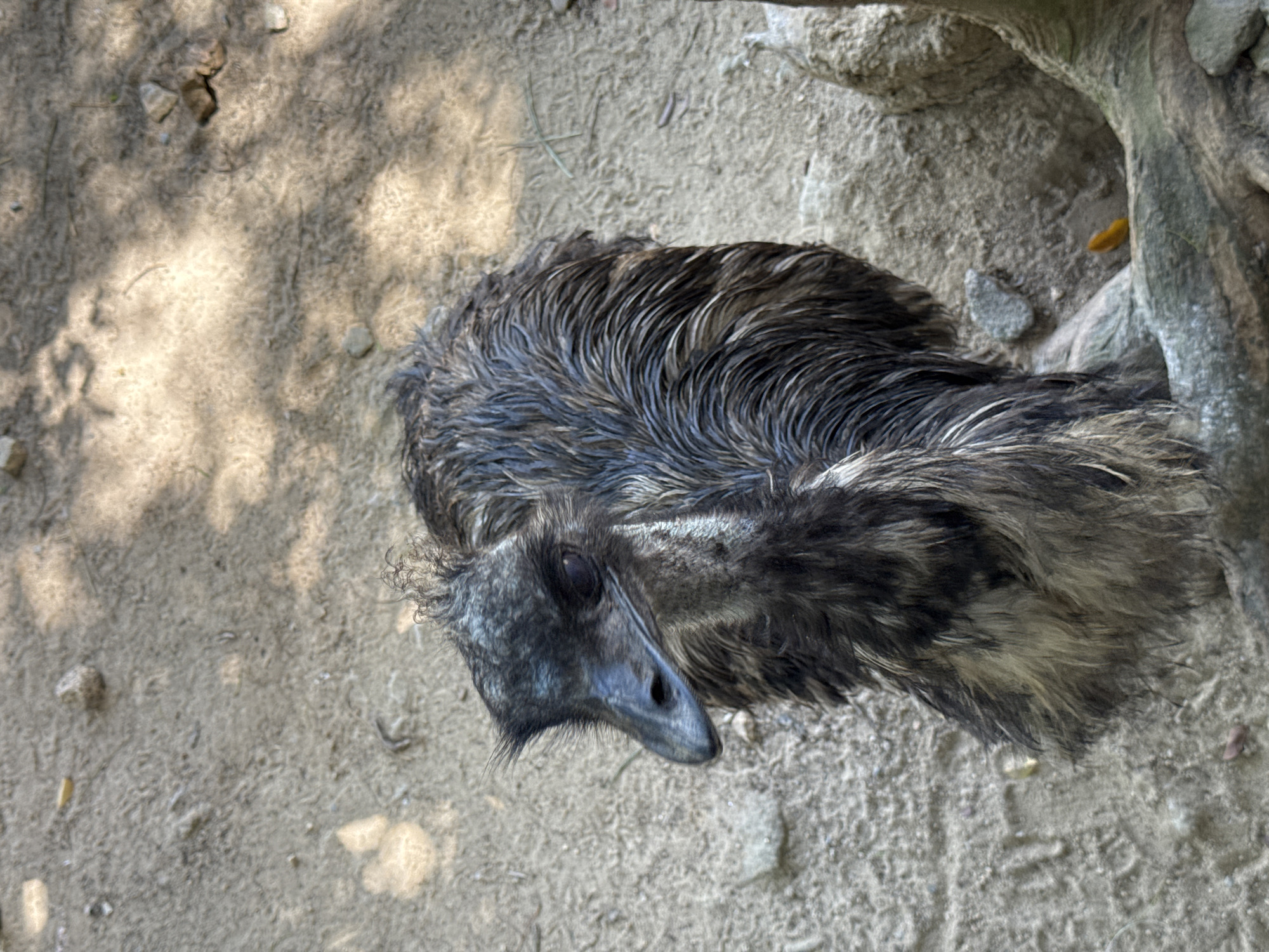 An emu is standing on sandy ground, casting a shadow from overhead foliage. The bird's dark feathers are ruffled, and its head is turned to the left, revealing a dark eye and a pointed beak. The background consists of light-colored soil with scattered small stones. A thick, light-colored log or branch is visible in the lower right portion of the image, partially obscuring the ground. The scene appears to be outdoors, possibly in an enclosure at a zoo or wildlife park. The location is specified as Ko Phangan, Thailand.