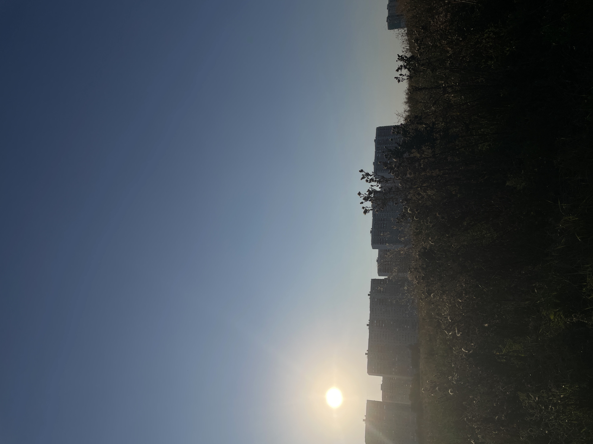 The image depicts a landscape with a clear blue sky. In the distance, a cluster of tall residential buildings is visible. A bright sun is positioned to the left of the frame, casting a glow on the scene. In the foreground, there is a field of dry grass and some plants with fluffy seed heads, silhouetted against the light. The overall impression is one of an urban fringe environment at sunrise or sunset. The provided information states that this image is located in the city of Rostov-on-Don, Russia.