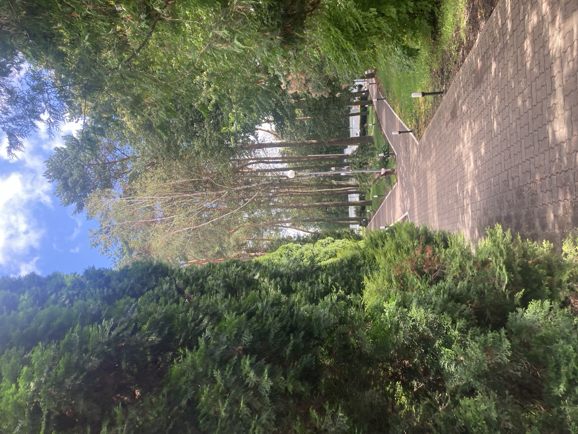 The image shows a paved pathway that forks into two directions, bordered by lush green trees and vegetation. The pathway is made of interlocking pavers and is lined with small, white-topped lampposts. In the background, tall trees, including pines and birches, create a canopy overhead, with a bright blue sky visible through the leaves. The scene suggests a park or a well-maintained outdoor area, possibly within the city of Baranavichy, Belarus. There is no visible activity or people in the image, creating a tranquil and naturalistic atmosphere.