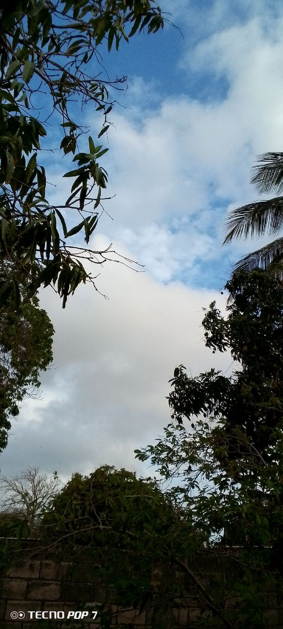 The image shows a view of the sky framed by trees and foliage. In the foreground, branches and leaves from several trees are visible, including what appear to be mango trees with fruits hanging. The sky is partly cloudy, with patches of blue sky visible between white and gray clouds. In the lower left corner, a brick wall is partially visible, and the text "TECNO POP 7" is watermarked. The scene appears to be an outdoor environment, possibly a residential area or garden, given the presence of the wall and the types of trees. The lighting suggests it is daytime, likely late afternoon or early morning due to the soft light and cloud cover. There are no people visible in the image. The location is stated to be Altagracia, Venezuela.