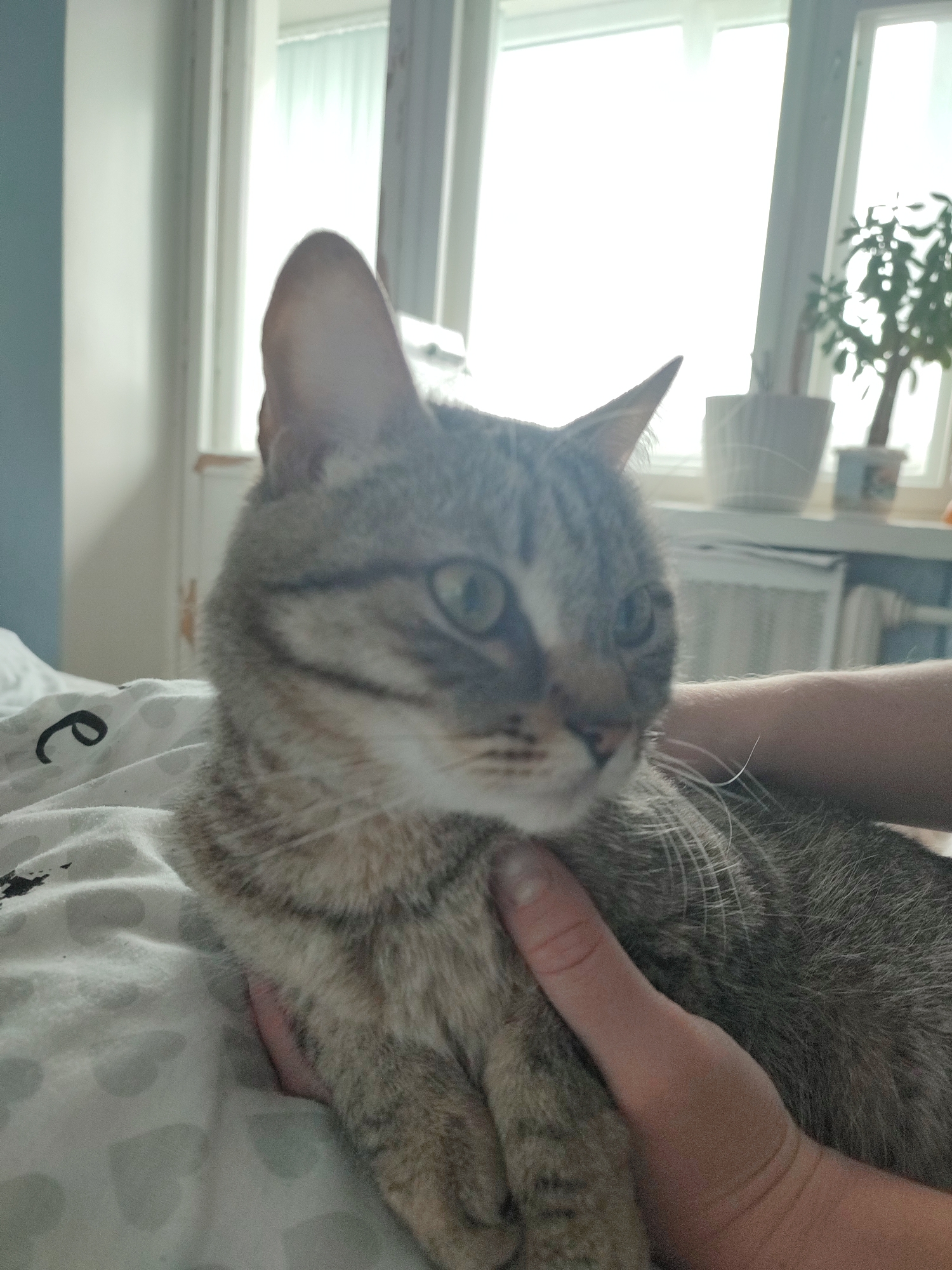 A medium shot depicts a tabby cat resting on bedding. A human hand is seen holding the cat. In the background, a window with white frames and sheer curtains is visible, along with a plant in a white pot on the windowsill.