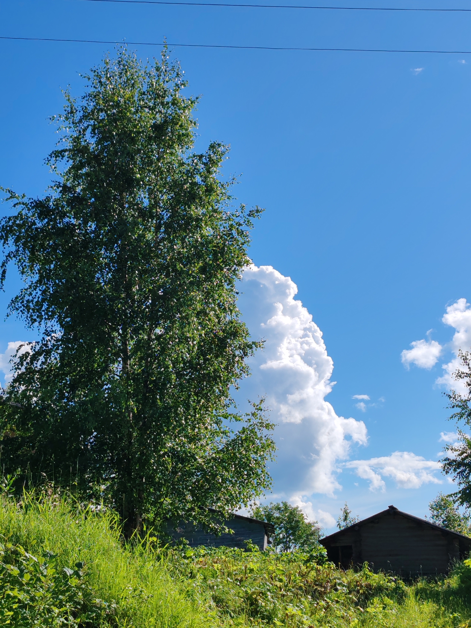 In Чухлэм, Russia, this image captures a rural landscape on a clear, sunny day. A tall, leafy tree dominates the left side of the frame, its green foliage contrasting with the vibrant blue sky. In the background, a large, fluffy white cloud billows to the right of the tree. Below the tree, a patch of lush green grass and other vegetation grows. Two wooden structures, resembling small sheds or cabins, are partially visible amongst the greenery in the lower right portion of the image. Overhead, a thin black wire stretches horizontally across the sky. No people are present in the scene.
