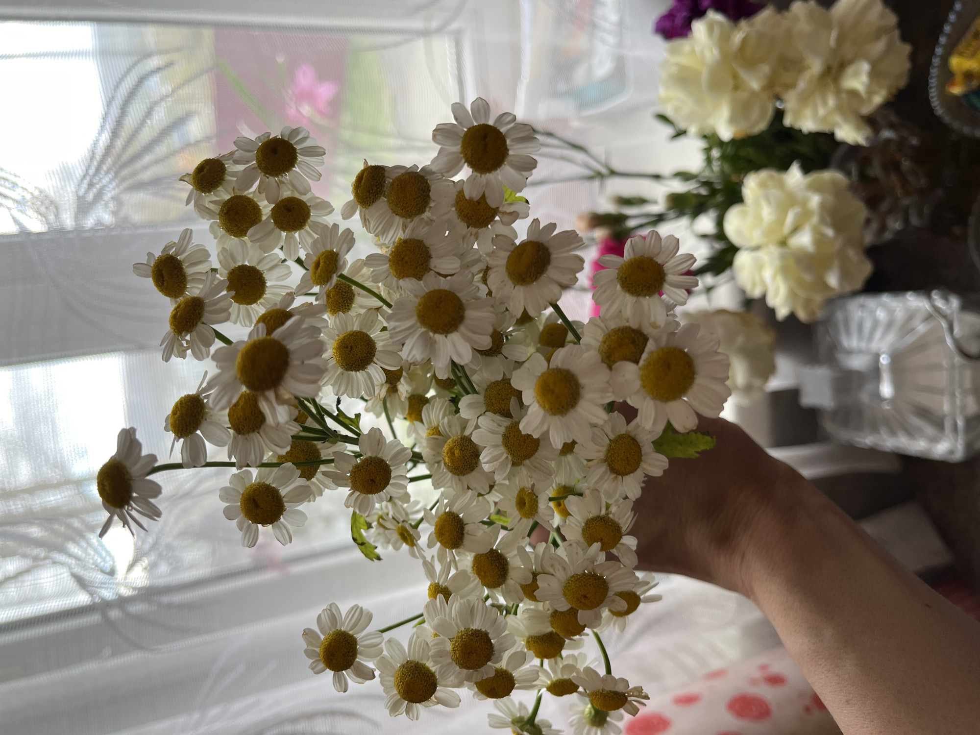 The image shows a person's hand holding a vibrant bouquet of white and yellow daisies, likely feverfew, in an indoor setting. The daisies are the central subject, featuring numerous small, white petals surrounding distinct yellow, button-like centers. The flowers are densely packed, with many blossoms facing the viewer and others seen from various angles.
A bare arm and hand, visible on the right side of the frame, firmly grasp the stems of the bouquet. The lighting is bright and diffused, suggesting natural daylight filtering through a window covered by a sheer, translucent white curtain. The curtain has a subtle patterned texture, and outside the window, blurred shapes hint at a sunny outdoor scene.
In the softly blurred background to the upper right, another floral arrangement is partially visible, featuring cream-colored carnations and hints of purple flowers, suggesting a larger display in the room. The overall impression is fresh, natural, and serene. No text is visible in the image. The time of day appears to be daytime, with ample natural light. The setting is likely a home in Petropavlovsk-Kamchatsky, Russia.
