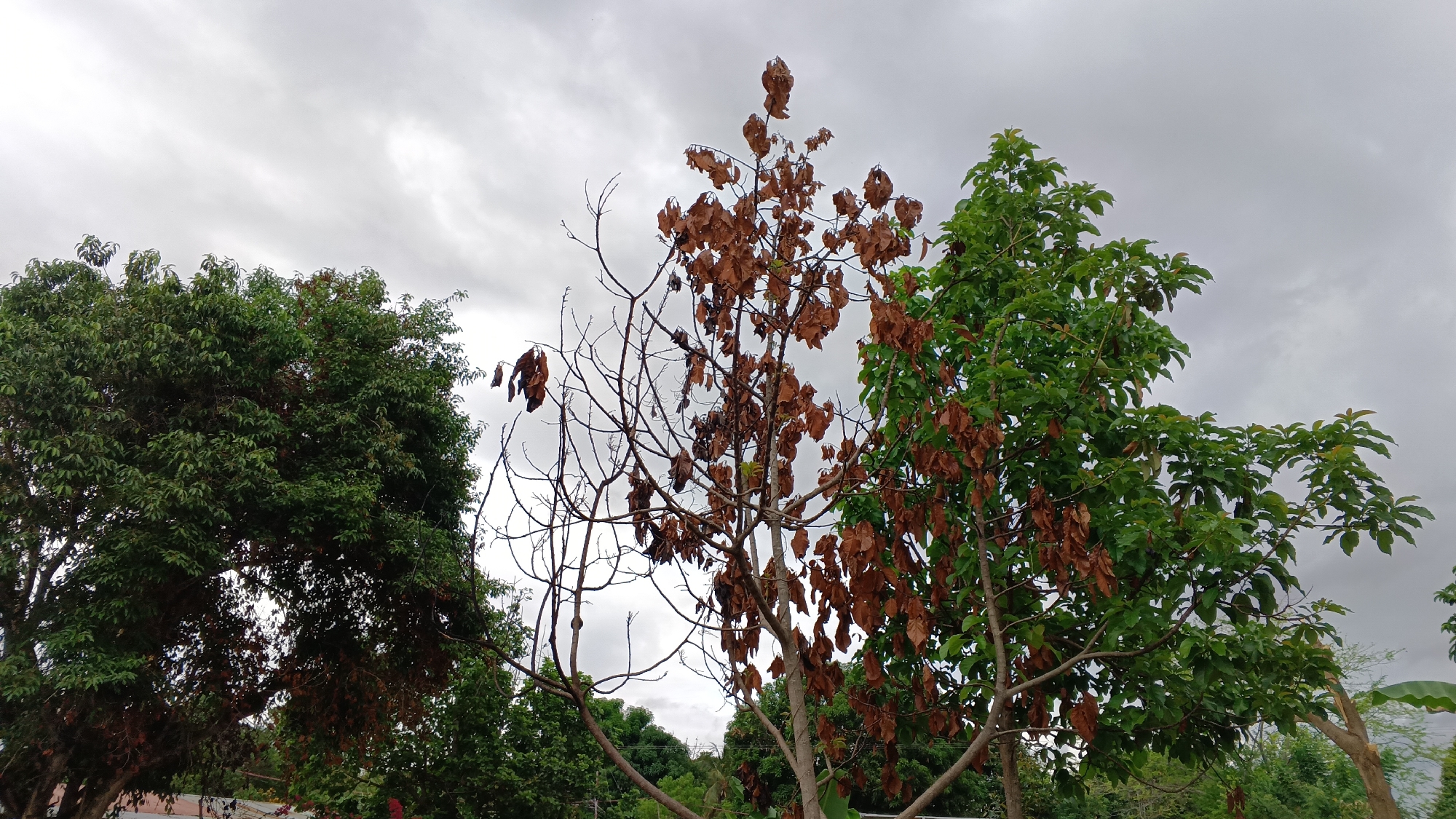 The image shows three trees under a cloudy sky. The tree on the left has dense green foliage. The tree in the center has many brown, dried leaves and several bare branches. The tree on the right has a mix of green leaves and brown, dried leaves. The background shows a blurry landscape of green trees and what appears to be a building or structure in the distance. The image was taken in Tinaquillo, Venezuela.