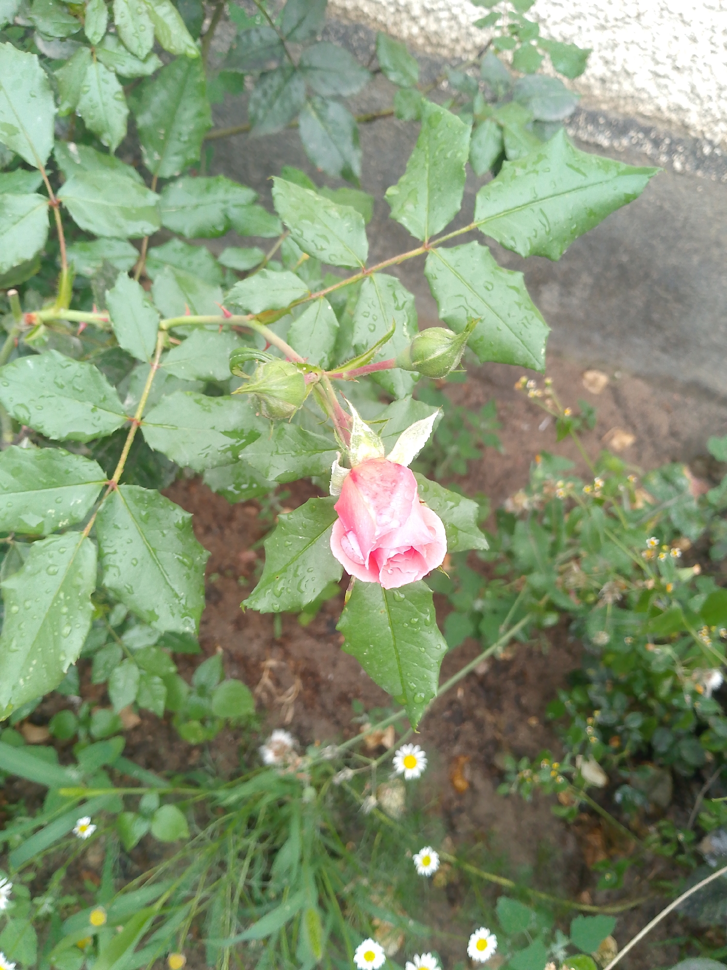 In a medium, slightly overhead shot, a pink rosebud is the central focus of the image. The rosebud is partially unfurled, revealing delicate pink petals and is surrounded by lush green leaves, many of which are speckled with water droplets. The leaves are a vibrant green and some have serrated edges. A few other rosebuds, still tightly closed, are visible on the stem above the main rose. The background consists of soil and a blurred wall, suggesting an outdoor setting, likely a garden or park. Small white and yellow wildflowers are scattered in the lower portion of the frame, adding a touch of color to the scene. The overall impression is one of natural beauty after a rain shower.
