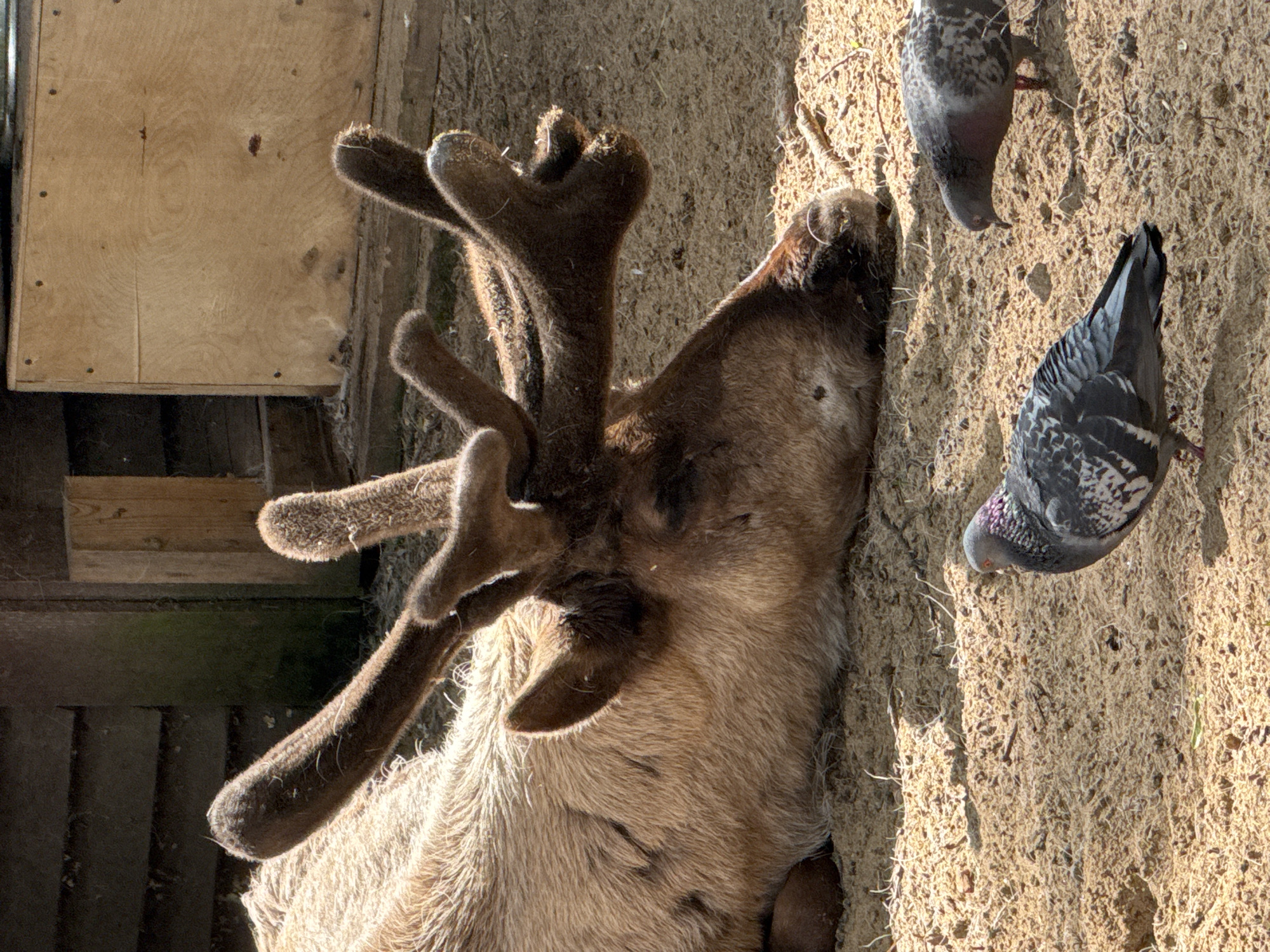 A reindeer rests on sandy ground near a wooden structure. Two pigeons forage nearby. The scene is likely in a zoo or wildlife enclosure. The image is taken from a close-up perspective, focusing on the animal and birds.