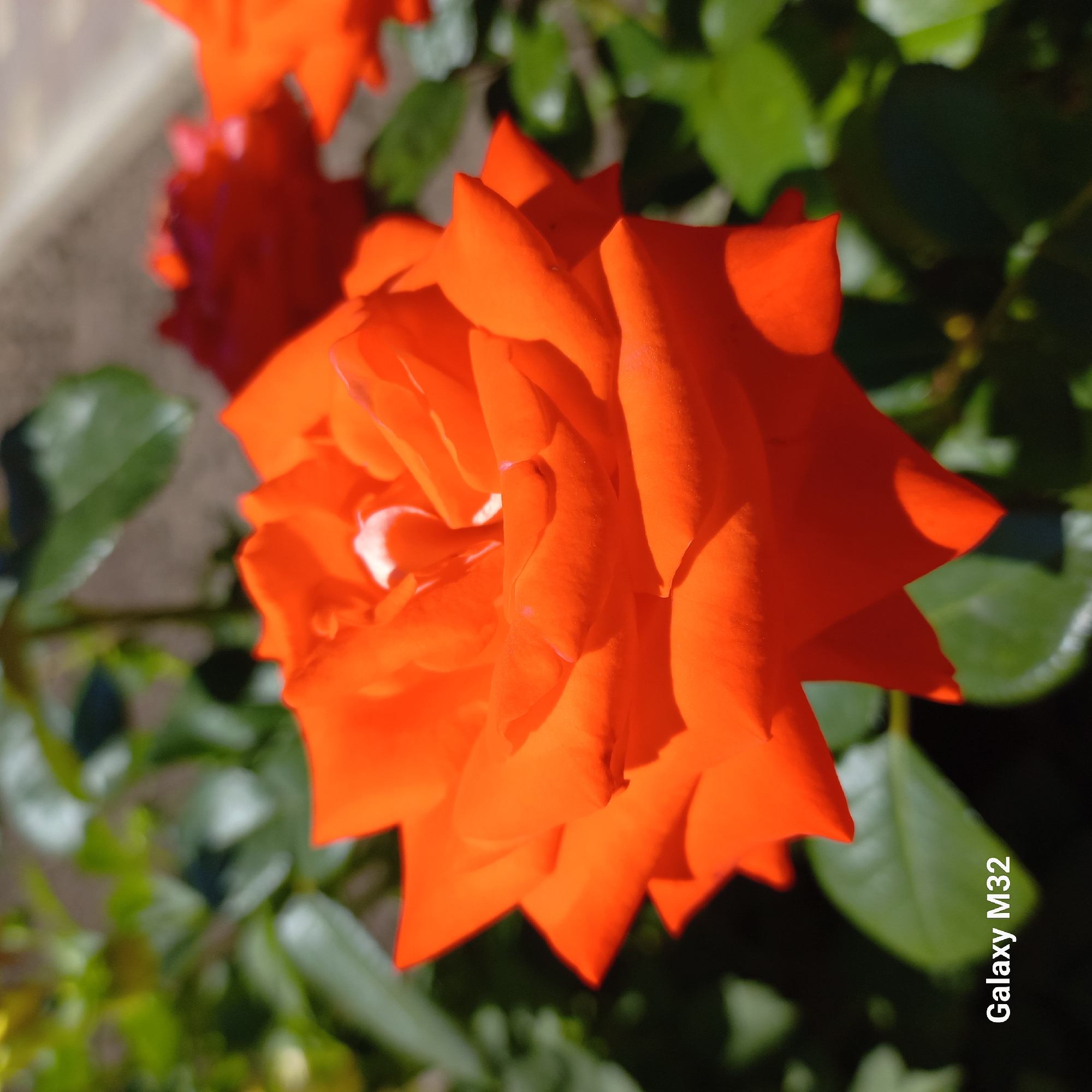 This is a close-up, outdoor photograph of a vibrant orange rose in bloom. The rose is the primary subject, with its petals tightly furled in the center and opening outwards. The lighting suggests it is daytime, with sunlight highlighting the texture and curves of the petals, creating shadows and depth. In the background, out-of-focus green foliage and hints of other red flowers can be seen, indicating a garden setting. The lower left corner of the image contains a watermark that reads "Galaxy M32". There is no indication of the city of Corpaci, Moldova, within the image itself.