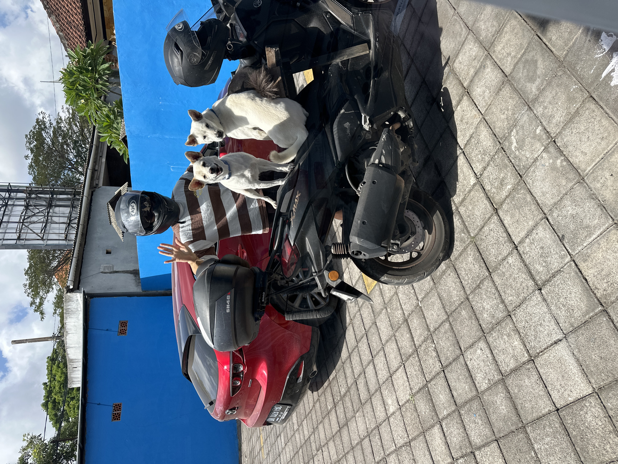 In Kuta Selatan, Indonesia, a person wearing a brown and white striped shirt and a helmet stands next to a red Mazda and a black scooter. Two white dogs are positioned on the scooter's seat. The person is waving. The ground is paved with gray tiles. A blue wall is visible in the background, along with trees and buildings.
