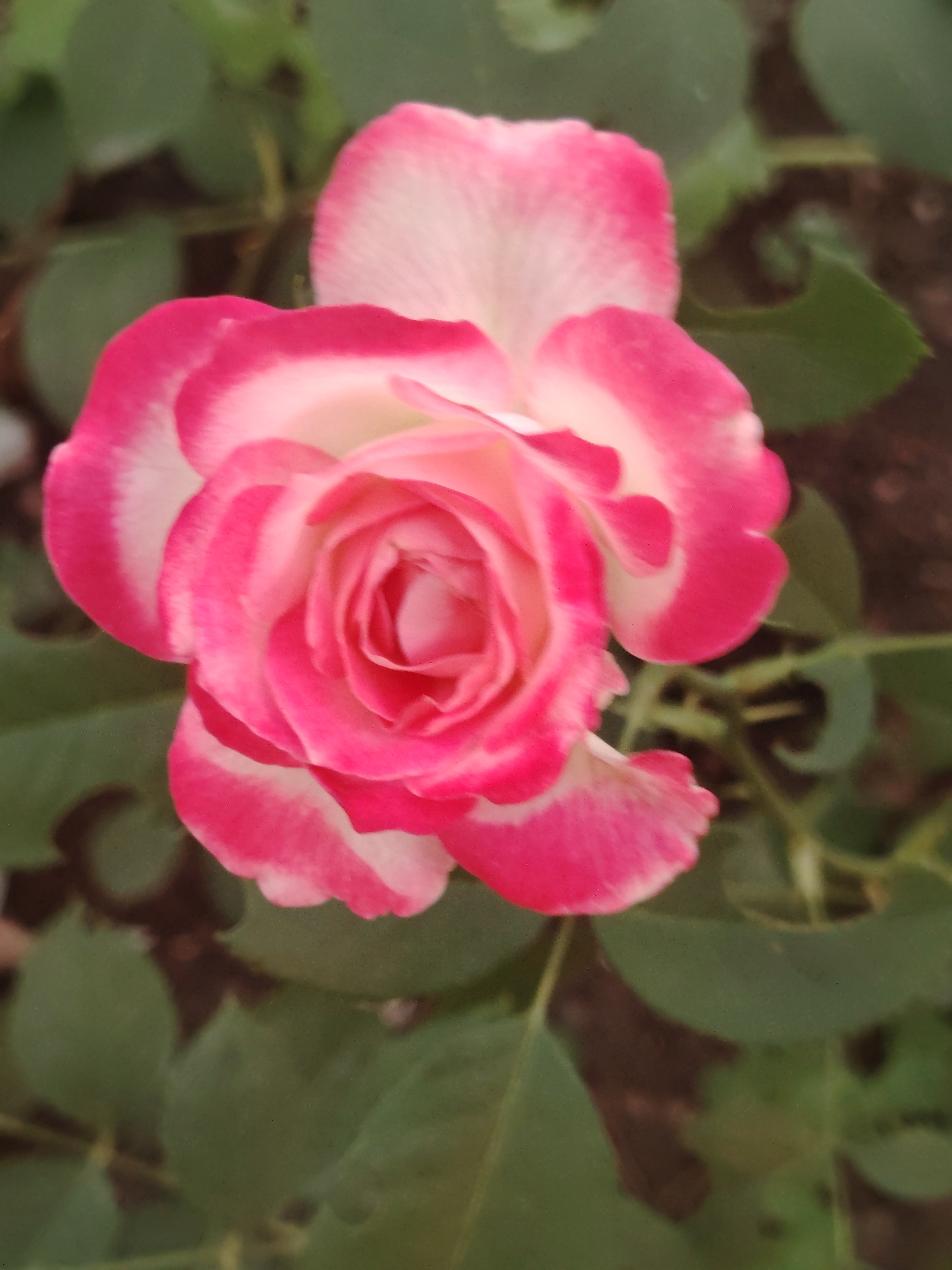 This is a close-up, top-down photograph of a pink and white rose in bloom, set against a background of blurred green leaves and dark soil. The rose, the primary subject, is fully open, revealing its delicate, layered petals. The edges of the petals are a vibrant pink, fading to white towards the center. The background suggests an outdoor garden environment. There are no people, actions, or interactions visible in the image. The photograph does not contain any elements that would allow for the identification of a specific location within Astana, Kazakhstan.