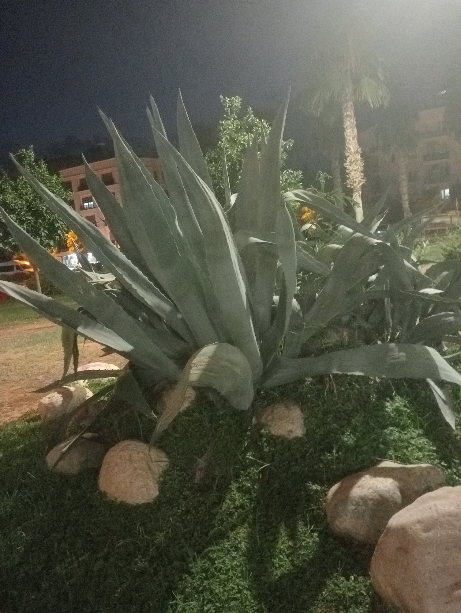 The image shows a large agave plant with thick, spiky leaves in the foreground, surrounded by small green ground cover and several large, light-colored rocks. In the background, there are palm trees and a building with multiple windows, illuminated from within. The lighting suggests it is nighttime. The scene is likely in Antalya, Turkey, a city known for its Mediterranean climate that supports such vegetation and architecture.