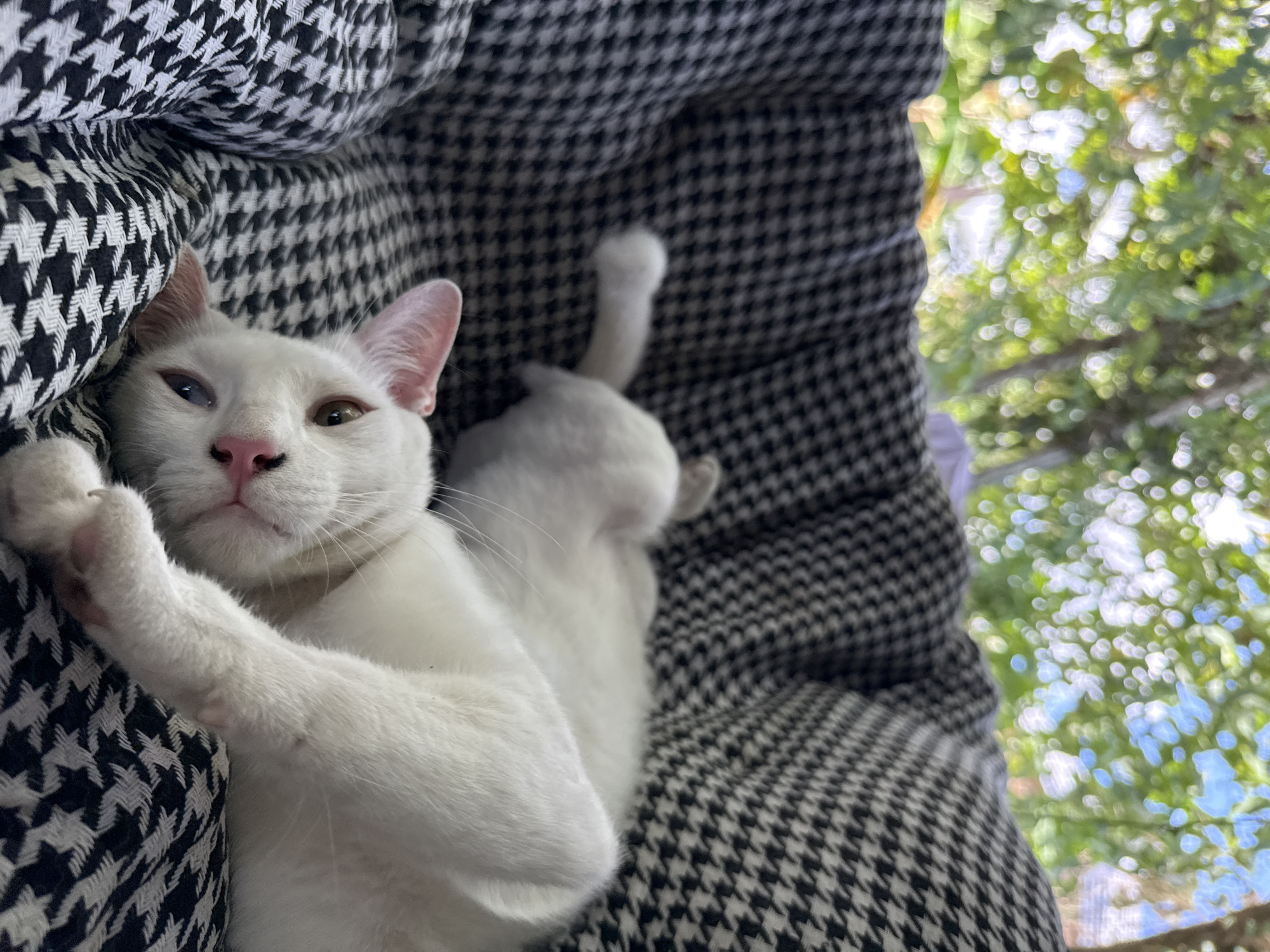Two white cats are resting on a black and white houndstooth pattern pet bed. The cat in the foreground is lying on its side, facing the camera, with its head slightly tilted. It has heterochromia, with one eye appearing brown and the other blue. Its nose is pink. The second cat is visible behind the first, also appearing to be white and resting. The pet bed is placed outdoors, with blurred green foliage and a bright sky visible in the background, suggesting a tropical environment like Koh Phangan, Thailand. The lighting indicates it is daytime.