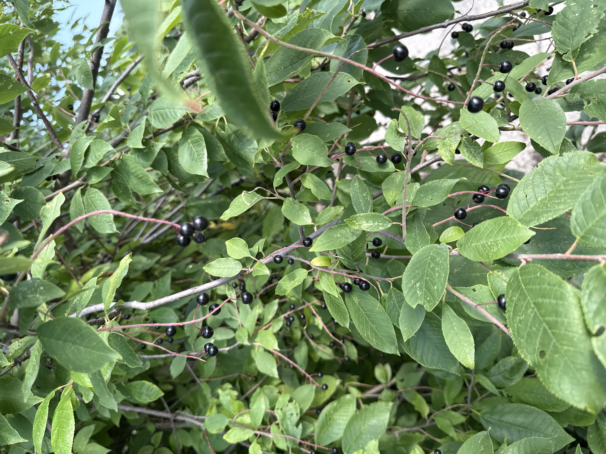 This is a close-up, eye-level, natural light photograph of a black cherry tree in Ермолаево, Russia. The tree is laden with clusters of ripe, dark black cherries hanging from thin red stems amongst lush green leaves. The branches are thin and reddish-brown. The background is out of focus, showing more of the tree's foliage and a hint of a light-colored surface, possibly a building or fence, in the upper right quadrant. The image is densely filled with the tree's natural elements, with no people or animals visible. The overall impression is one of abundance and ripeness.