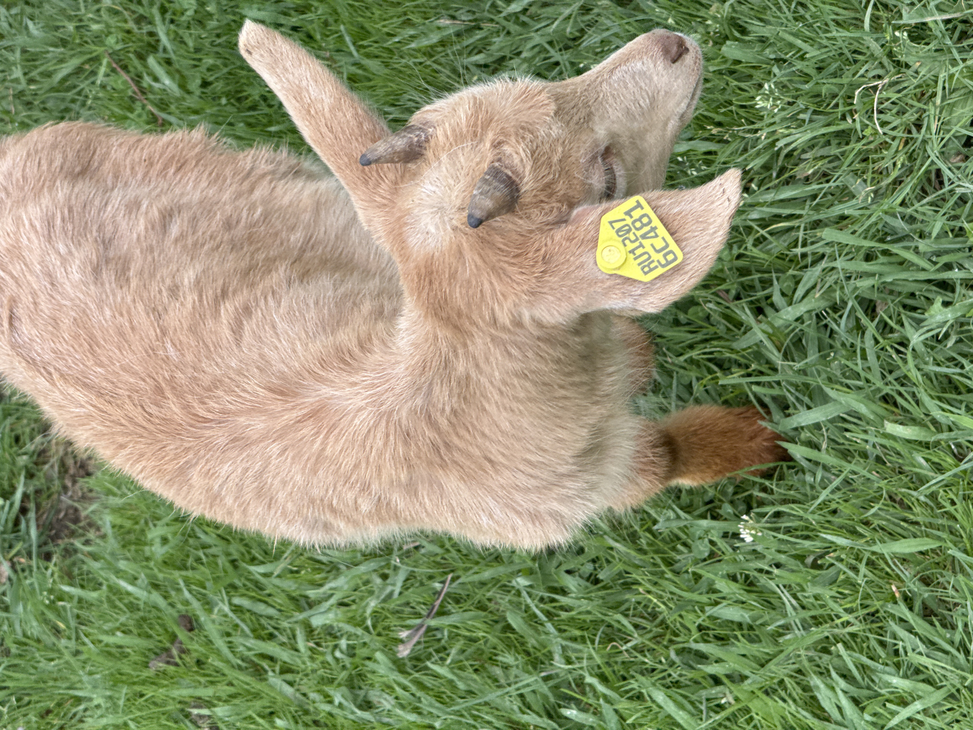 A light brown goat with small horns and a yellow ear tag is lying in green grass. The ear tag displays "RU1207 6C481". The location is not discernible as the image does not provide any specific geographical clues.