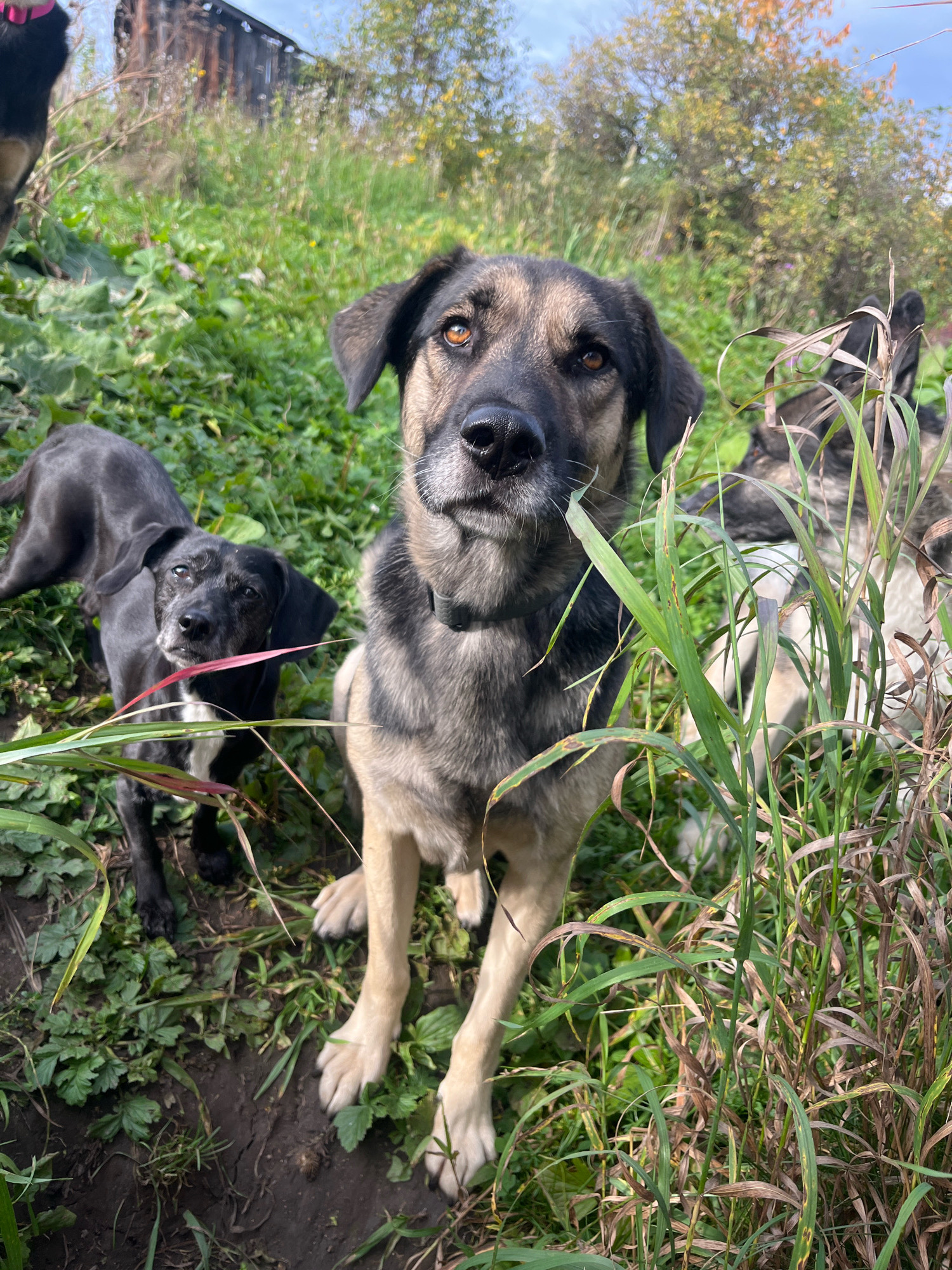 This image depicts a group of dogs in an outdoor environment, with a wooden structure in the background. The location is identified as Nizhny Tagil, Russia.
In the foreground, three dogs are visible. The largest dog, a German Shepherd mix, is positioned centrally, facing the camera with a curious expression. It has a predominantly tan and grey coat, with darker markings around its face and ears. Its eyes are a striking amber color, and it appears to be nibbling on a blade of grass. To the left of this dog, a smaller, black dog with a white chest is looking towards the camera with a slightly tilted head. Its fur appears somewhat scruffy, and it has a white marking on its chest. In the background, slightly obscured by tall grass, parts of another dog can be seen, with a mottled grey and white coat.
The environment is a grassy area with patches of dirt. The grass is green in some areas, with touches of brown and yellow in others, suggesting the presence of autumn foliage. Behind the dogs, a weathered wooden structure, possibly a shed or part of a building, is visible. The sky above is overcast. The overall impression is that of an informal, natural setting.