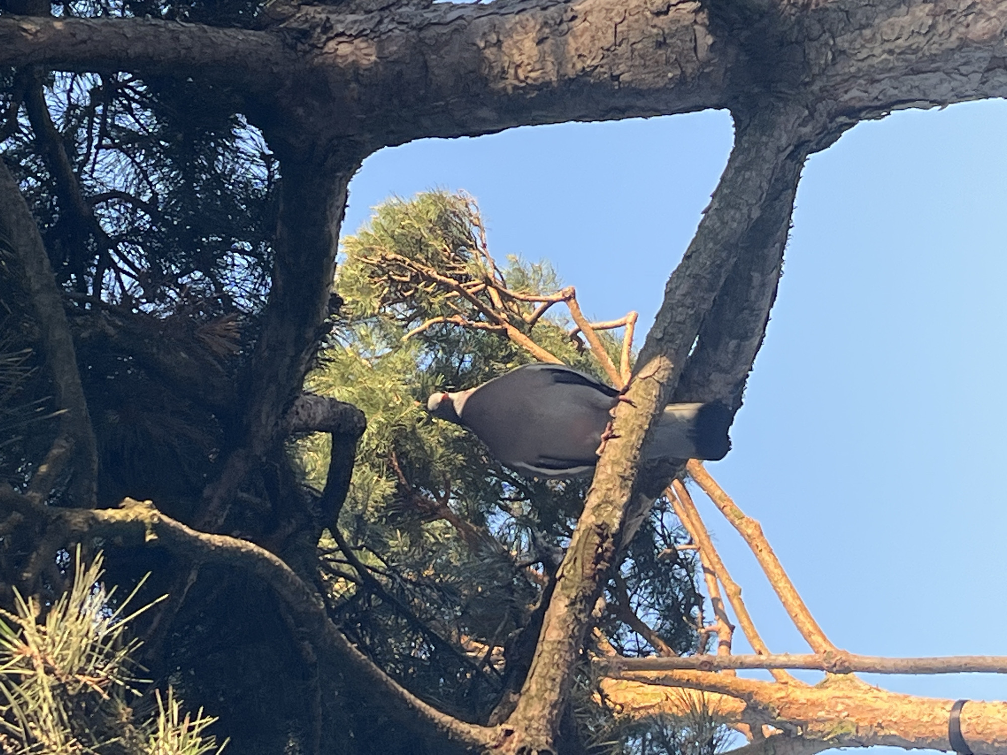 A grey bird with a prominent white patch on its neck and a reddish beak is captured in a high-angle shot, perched on a large, textured tree branch against a clear blue sky. The bird, resembling a Wood Pigeon, faces left, with its body mostly grey and a darker tail. It appears to be resting or observing its surroundings. The tree is a conifer, likely a pine, with its characteristic long, green needles visible on several branches that frame the bird and the sky. The thick, gnarled branches show the rough texture of the bark, illuminated by bright sunlight. The clear, vibrant blue sky indicates a sunny day, likely during the morning or early afternoon. The scene depicts a tranquil moment in a natural setting, possibly a park or wooded area in Krasnodar, Russia. There are no people, other objects, or visible text in the image.