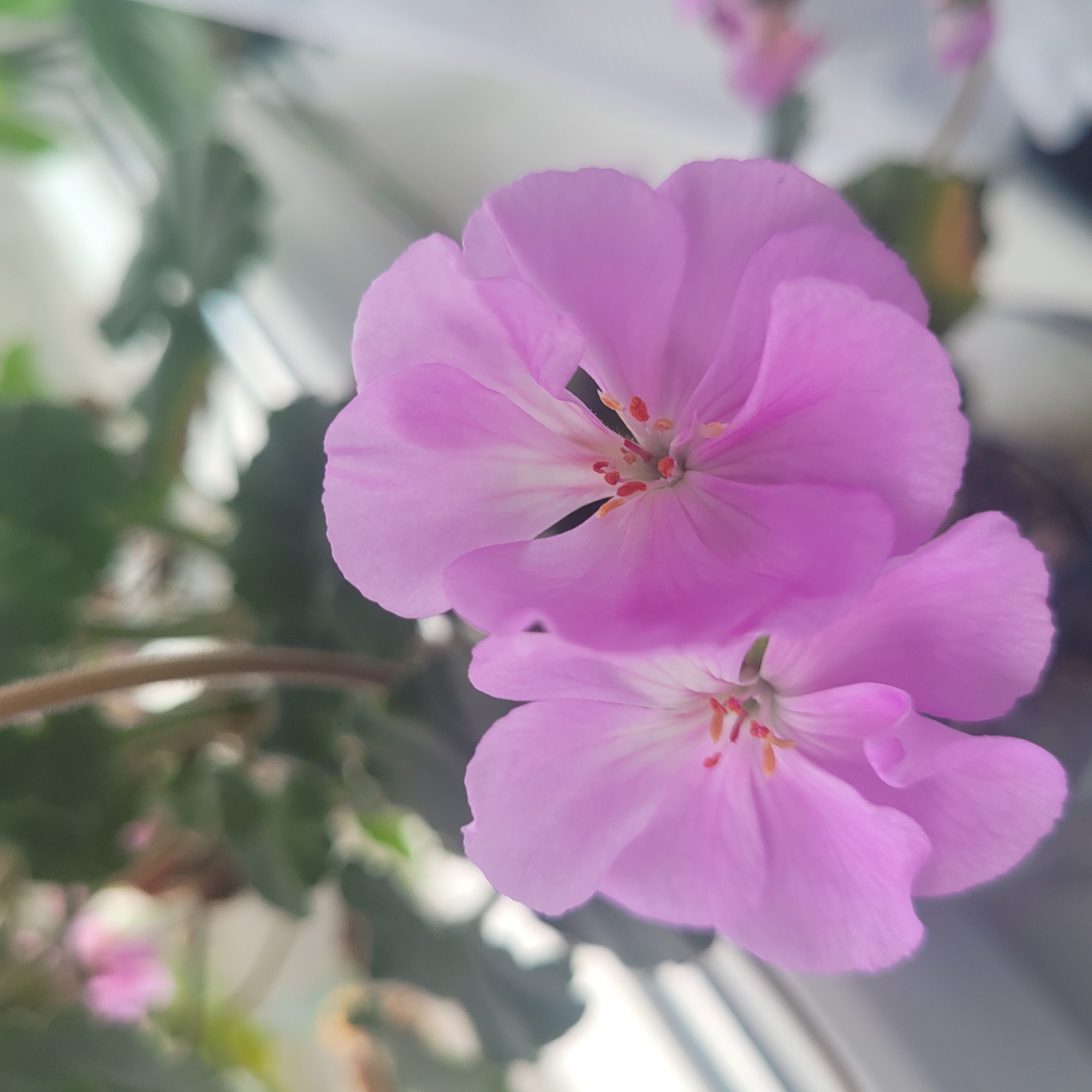 The image shows two light pink flowers with delicate petals and orange stamens. The flowers are in focus and are the main subject of the photograph. The background is blurred, with green leaves and hints of other flowers. The lighting is soft, suggesting an indoor setting or a shaded outdoor area. The image does not contain any identifiable landmarks of Jūrmala, Latvia.