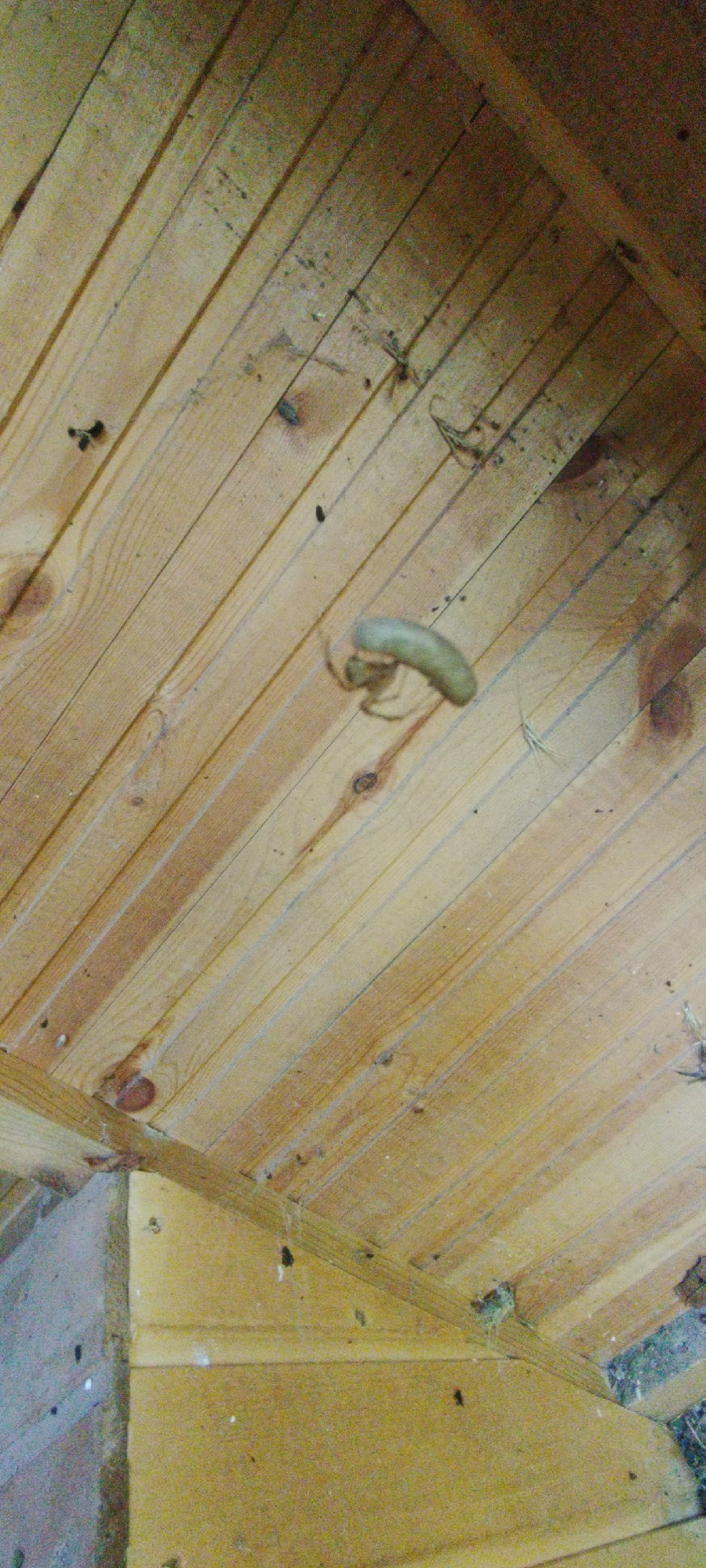 The image depicts the interior of a wooden structure, possibly a shed or a birdhouse, with a focus on the ceiling and one corner. The ceiling is constructed from horizontally laid wooden planks, with visible grain patterns and knots. The planks are light brown in color and show some signs of wear and dust.
In the center of the image, a pale, elongated insect, possibly a grub or a larva, is attached to the wooden planks. It appears to be greenish-yellow in color and has a segmented body. It is positioned diagonally across several planks. To the left and right of the insect, small dark specks are scattered on the wood, which could be dirt, debris, or insect droppings. A fine strand of spiderweb is also visible near the insect and another near the top right corner of the image.
In the lower left corner, the junction of two wooden walls is visible, forming a corner of the structure. The walls are also made of wooden planks, appearing slightly darker and more weathered than the ceiling.
The overall environment suggests an outdoor or semi-outdoor structure, likely subject to exposure to the elements and insect activity. The lighting is dim, suggesting an interior view without direct sunlight. The specific location of Yaroslavskaya, Russia, cannot be determined from the visual information present in the image alone.