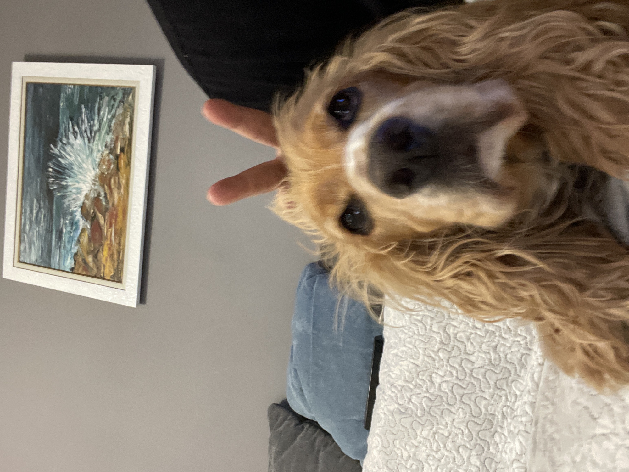 This rotated image captures a close-up, informal indoor scene featuring a light brown, long-haired dog, possibly a Cocker Spaniel, looking directly at the camera with dark, expressive eyes and a dark nose. A person's hand is playfully positioned behind the dog's head, with two fingers extended to resemble "bunny ears." The dog's fur is wavy and golden-brown, with a lighter, whitish area around its muzzle.
In the background, on the left side of the frame, a rectangular painting with a simple white frame hangs on a plain gray wall. The artwork depicts a dynamic natural scene, possibly a stormy sea or a geyser, characterized by strong brushstrokes in shades of blue and white, set against warmer earthy tones of brown and orange. Below the dog, various soft furnishings are visible, including a textured blue cushion, a darker gray cushion, and a white bedspread or blanket with an intricate quilted pattern. The setting suggests a cozy, domestic environment, likely a living room or bedroom. There is no visible text in the image. The scene is situated in Razgrad, Bulgaria.