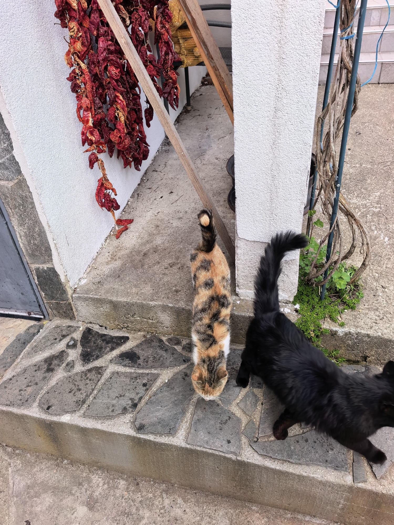 On a paved area outside a building in Unknown, Unknown, two cats are present. One cat is calico and white and is standing with its head down. A second cat is black and is walking towards the right side of the image. Hanging on the wall of the building behind the calico cat are strings of red chili peppers. A vine is growing up a metal support attached to the building near the black cat. The area is paved with stone tiles.