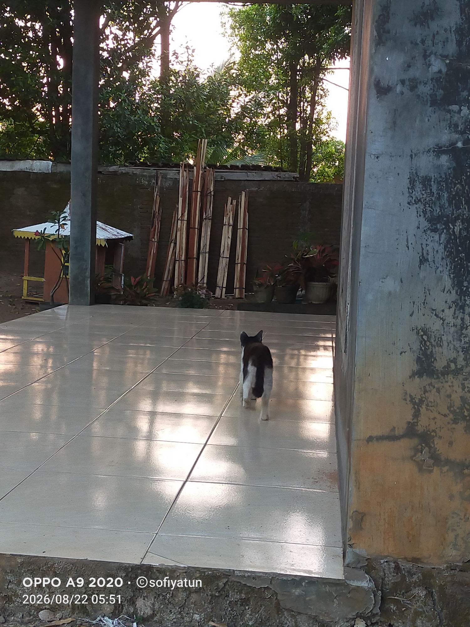 A black and white cat walks away from the camera on a tiled patio in front of a concrete structure. In the background, trees and a brick wall can be seen. The image is timestamped "2026/08/22 05:51" and identifies the phone as "OPPO A9 2020" and the photographer as "sofiyatun". This scene is located in Cluwak, Indonesia.
