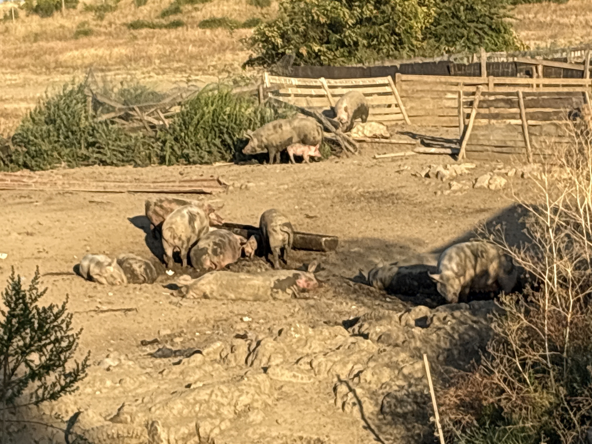 In Tankovo, Bulgaria, a group of pigs are seen in a muddy pen. Several pigs are lying down in the mud, some appearing to be sleeping or resting. Others are standing and foraging in the dirt. A wooden fence surrounds the pen, with some of the pigs interacting with the fence and each other. The environment is dry and dusty, with sparse vegetation in the background.