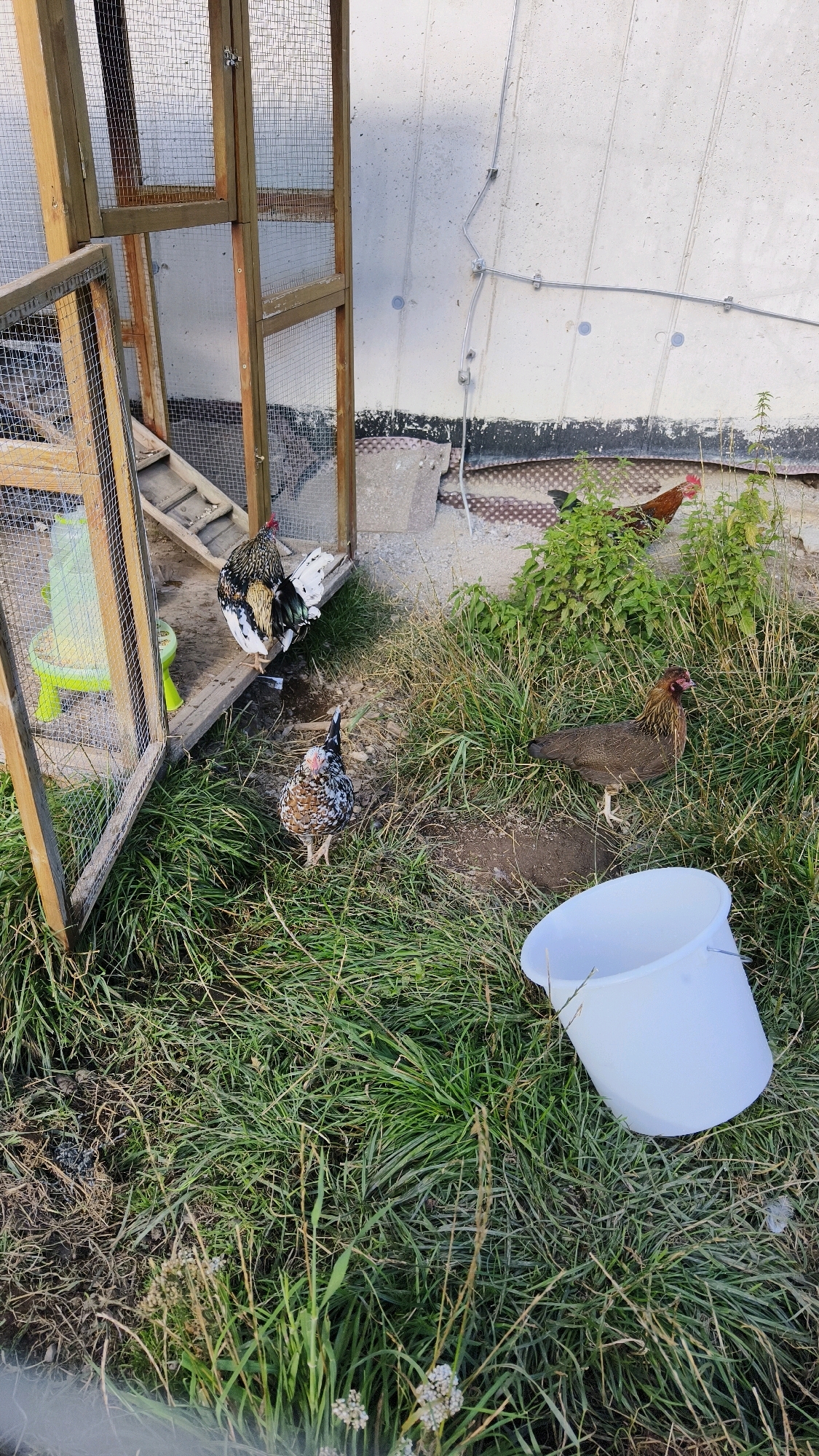 The image depicts an outdoor scene with chickens near a wooden chicken coop. The coop has wire mesh and a ramp leading up to an interior platform. A green water dispenser is attached to the outside of the coop. Several chickens are visible: one with black, white, and gold plumage is standing on the ramp, another smaller chicken with speckled brown and white feathers is on the grass in front of the coop, and a third, larger brown chicken is in the tall grass to the right. A red chicken is in the background, partially obscured by green foliage. A white bucket is positioned in the foreground on the grass. The background consists of a concrete wall with some electrical wiring attached. The ground is covered in grass and some loose soil. The scene appears to be in an urban or suburban outdoor area, possibly a backyard, with a hint of a mountainous landscape in the distance, suggesting a location within the municipality of Semmering, Austria.