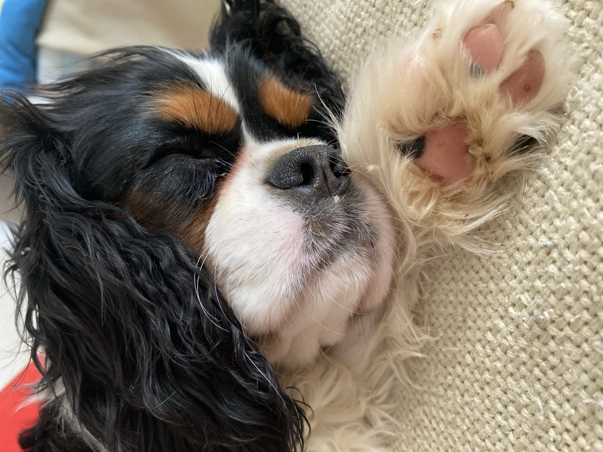 This close-up, eye-level image captures a tricolor Cavalier King Charles Spaniel sleeping peacefully indoors, likely in Votkinsk, Russia. The dog's eyes are closed, suggesting deep rest or sleep, and its head is tilted slightly, showcasing its black, white, and tan fur, often seen in this breed.
The dog's features are prominent: a textured, dark nose, fine white whiskers, and soft, wavy fur. Its long, black ears frame its face, with patches of tan/brown fur above its closed eyes and on its cheeks. The fur on the ears appears slightly wavy or damp.
A light-colored, woven fabric, possibly a sofa or blanket, serves as the background and the surface the dog is resting on. One of the dog's front paws is visible, held up and curled, revealing its soft, pink paw pads with some darker markings and light fur growing between them. The overall scene conveys a sense of calm and comfort. No text is visible in the image.