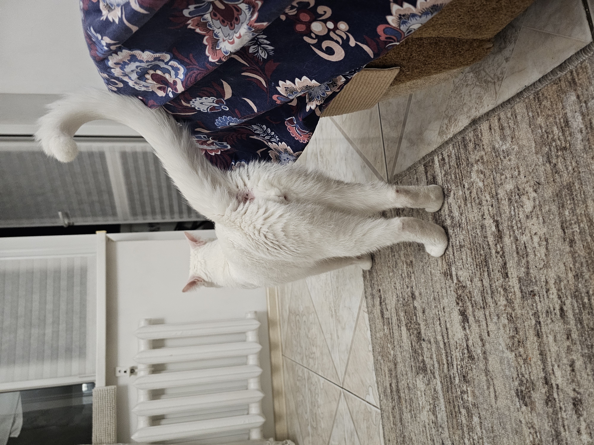 A white cat stands on a patterned rug with its rear end facing the camera. The cat's tail is held high and curved. There is a dark floral patterned fabric draped over a brown, textured surface to the right of the cat. In the background, a white radiator is visible against a tiled wall. The floor is covered in light-colored tiles. The scene is indoors.