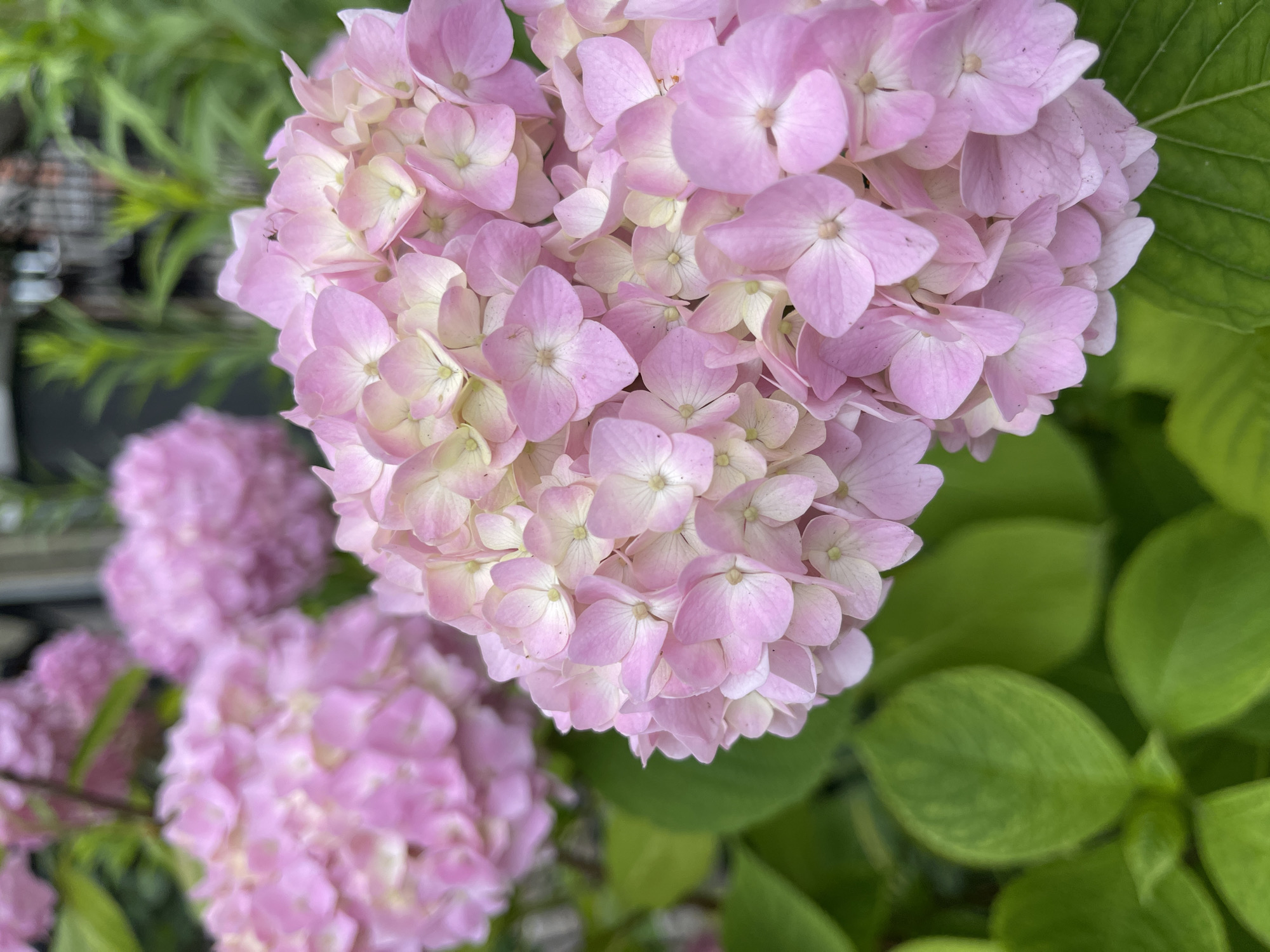 The image shows a cluster of pink hydrangeas in bloom, with large, round flower heads composed of many small florets. The petals are a soft pink, with some appearing lighter or almost white in the center. Green leaves are visible beneath and around the flowers, providing a vibrant contrast. In the background, other pink hydrangea blooms and green foliage are slightly out of focus. The lighting suggests it is daytime, likely outdoors. The scene appears to be a garden or park setting. No specific location in Kaliningrad, Russia, can be identified from the image alone.