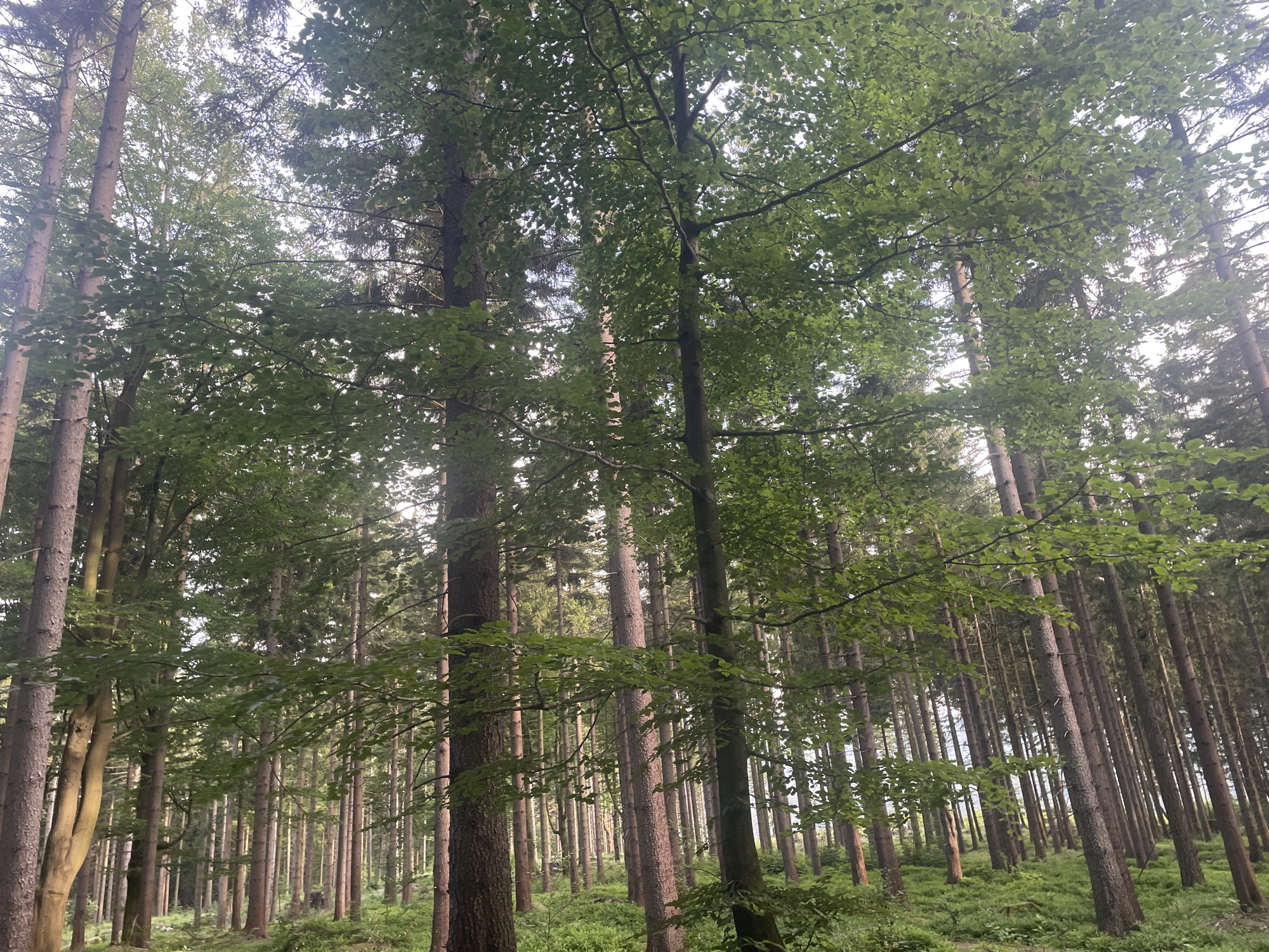 The image depicts a dense forest scene with tall, slender trees dominating the frame. The trees are closely packed, creating a sense of depth and enclosure. The canopy of leaves is lush and green, with sunlight filtering through in some areas, creating a dappled light effect. The forest floor appears to be covered in green vegetation, possibly moss or low-lying plants. The overall impression is one of a natural, undisturbed forest environment. The scene is reminiscent of the forests found in the Karkonosze Mountains region, which Szklarska Poręba is a part of, known for its extensive woodland and natural beauty.