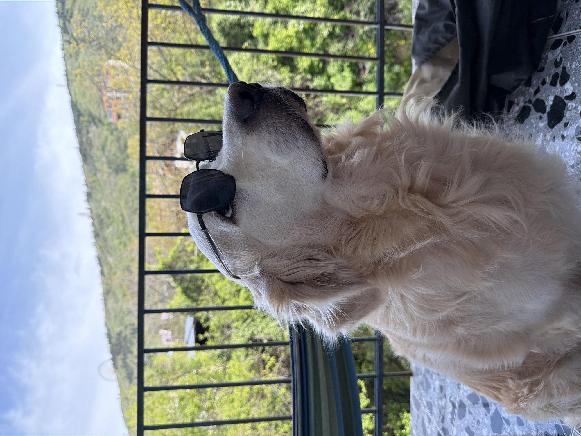 The image, presented in a sideways orientation (rotated 90 degrees clockwise), prominently features a light-colored dog, likely a Golden Retriever or similar breed. The dog is positioned in the foreground, facing towards the top edge of the frame with its head tilted upwards and its snout slightly raised. It wears a pair of dark-lensed sunglasses resting on top of its head, pushed back from its eyes, giving it a playful and relaxed appearance. The dog's fur is thick and fluffy, in shades of cream and light golden.
The dog appears to be on an outdoor balcony or patio, indicated by the light-colored, speckled tiled floor visible on the right side of the image. A dark metal railing runs vertically (in the current orientation) across the midground, separating the immediate area from the distant landscape. Beyond the railing, a lush green hillside covered with dense trees and vegetation stretches across the left and top portions of the frame. Above the hillside, a clear blue sky with a few faint white clouds is visible.
The scene suggests a bright, sunny day, likely late morning or afternoon, given the clear conditions and natural light. On the far right, a crumpled piece of dark grey fabric or clothing is visible on the tiled floor, and a blue rope or leash hangs down from the top edge near the dog's head. The dog's posture and the relaxed setting evoke a calm and cheerful mood. The natural, hilly landscape is consistent with the provided location context of Tbilisi, Georgia. There is no visible text in the image.