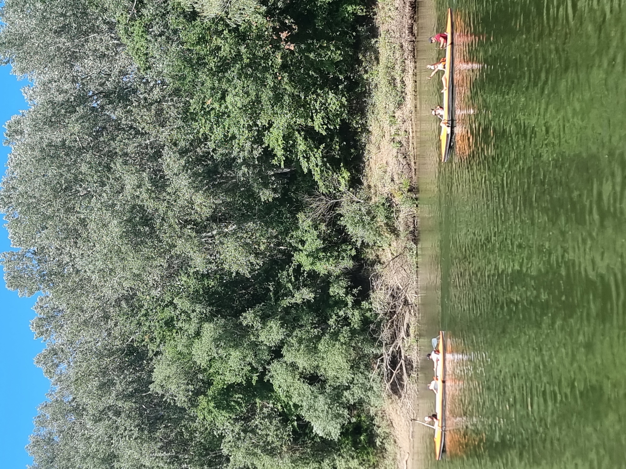 In Ternovka, Moldova, on a bright sunny day, two orange kayaks navigate a wide, calm body of water. The water is a vibrant green, reflecting the lush trees that line the far bank. The trees form a dense wall of greenery, with some lighter-colored leaves shimmering in the sunlight. The bank itself is a mix of sand and sparse vegetation.

The kayak in the foreground has three people. A person in the front is wearing a dark top and a hat, and appears to be paddling. Behind them, two other individuals are seated. One is wearing a white top, and the other a patterned top and possibly shorts.

The kayak further in the distance has at least three occupants. The person in the front appears to be paddling. The person behind them is wearing a white top and has their arms raised, one hand waving. The person in the back is wearing a red shirt and a cap.

The sky is a clear, bright blue. The overall impression is one of a peaceful outdoor activity on a warm day.